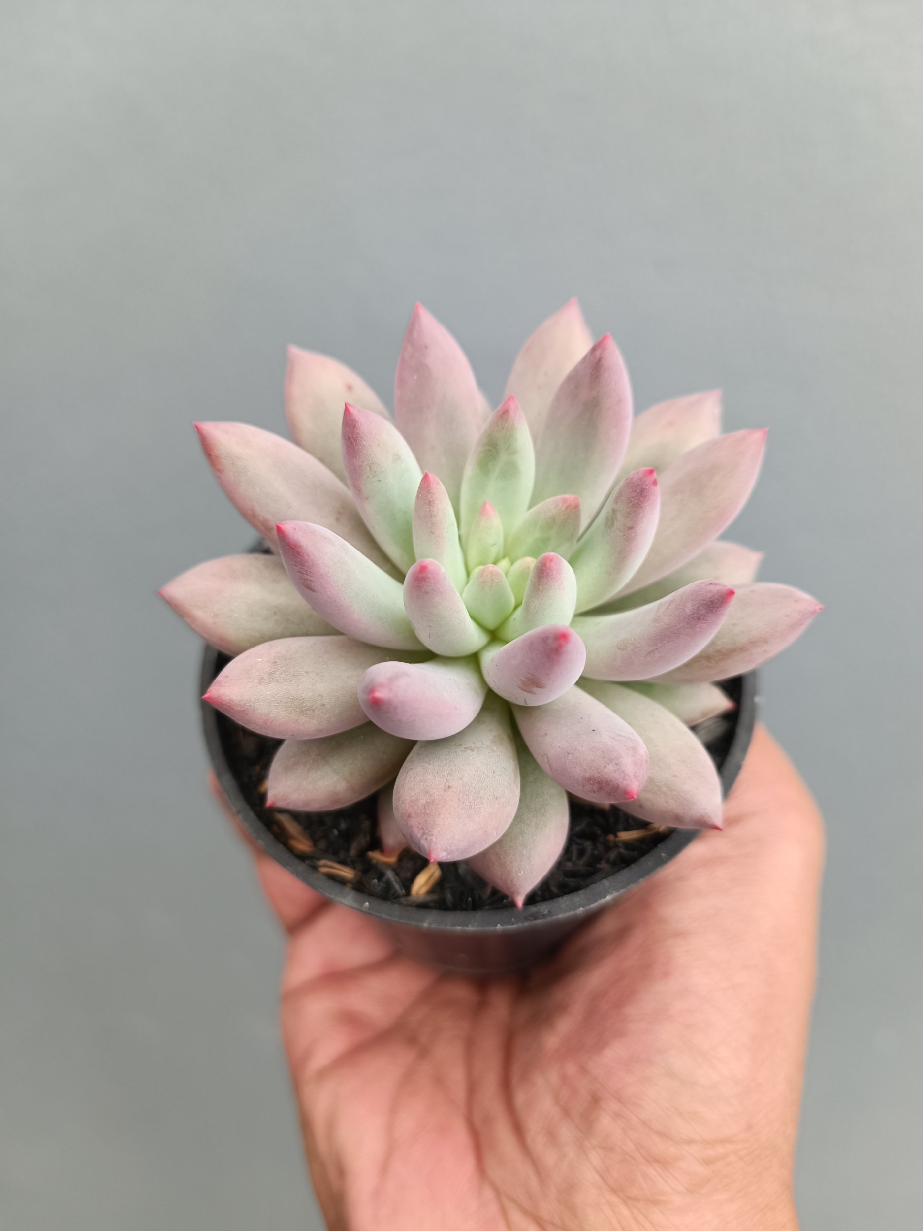 Echeveria Gold Fish, real gallery image #1 plants.