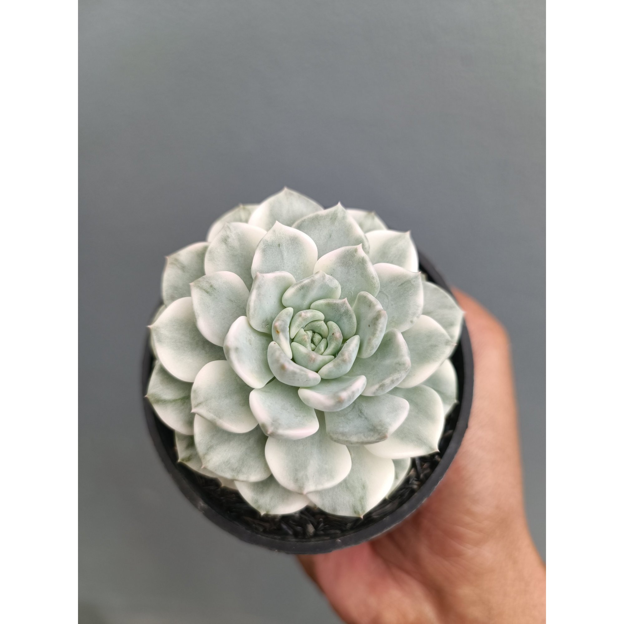 Echeveria Chantilly Mutation For Sale - Real Pictures, kaktus.id