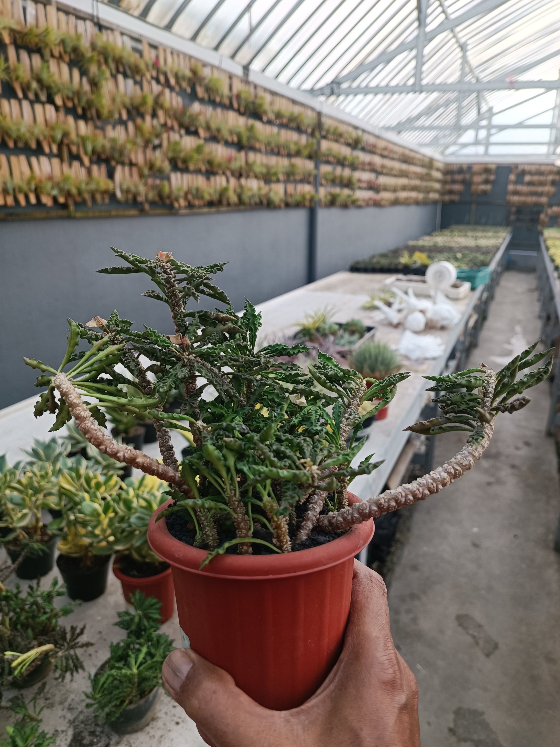 Euphorbia Decaryi, real gallery image #1 plants.