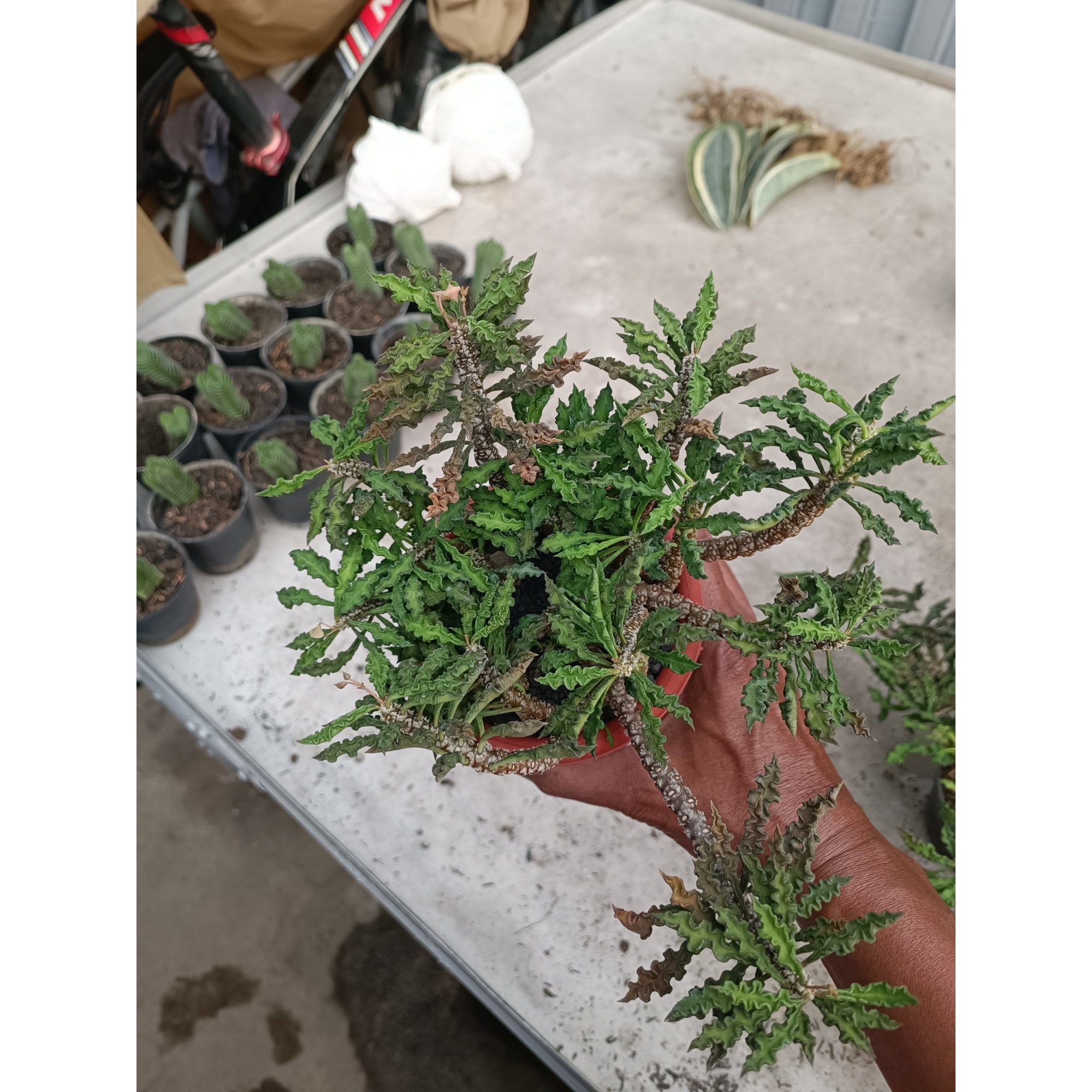 Euphorbia Decaryi, real feature image plant.