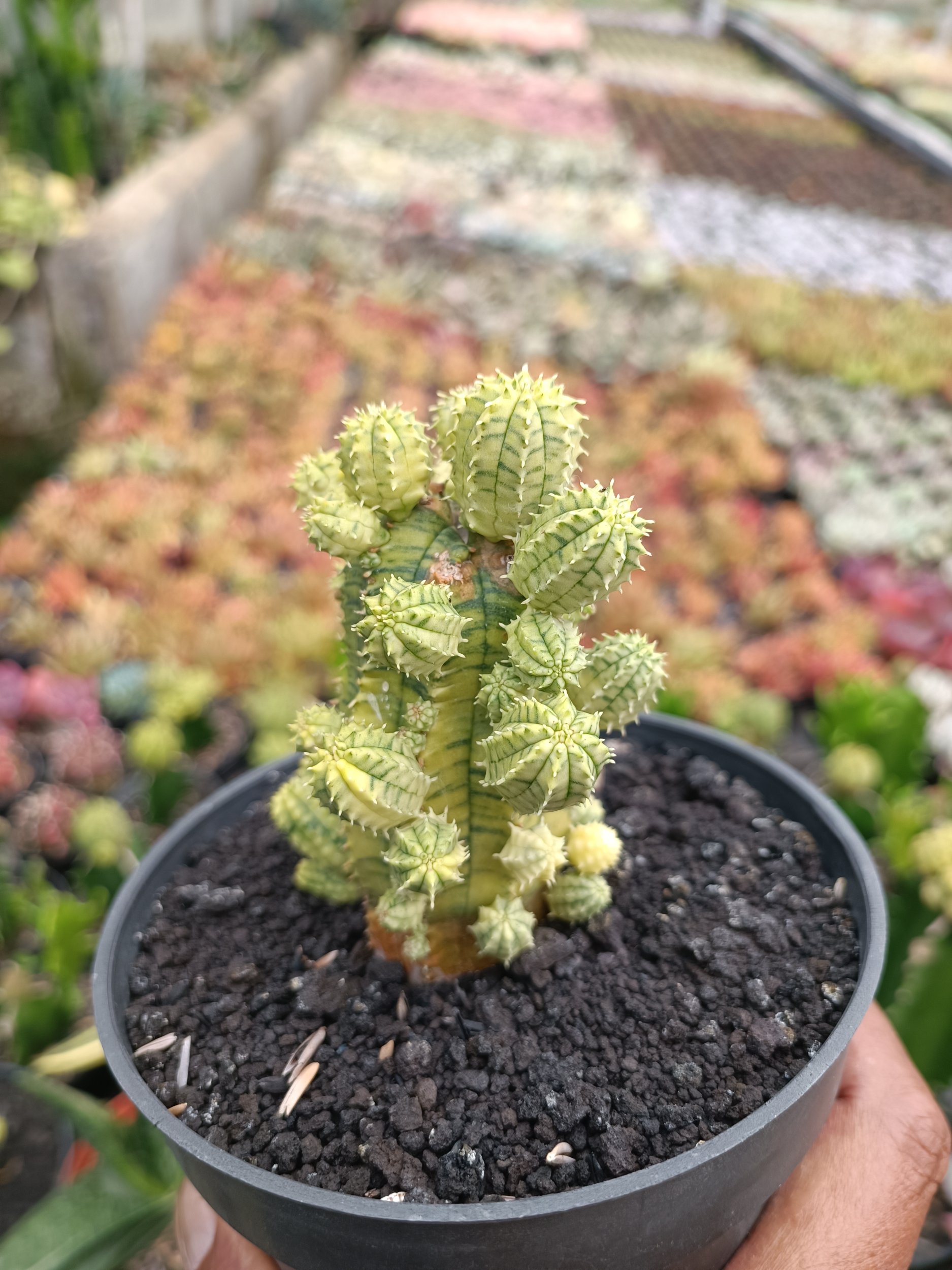 Euphorbia Infausta Variegatq, real gallery image #1 plants.