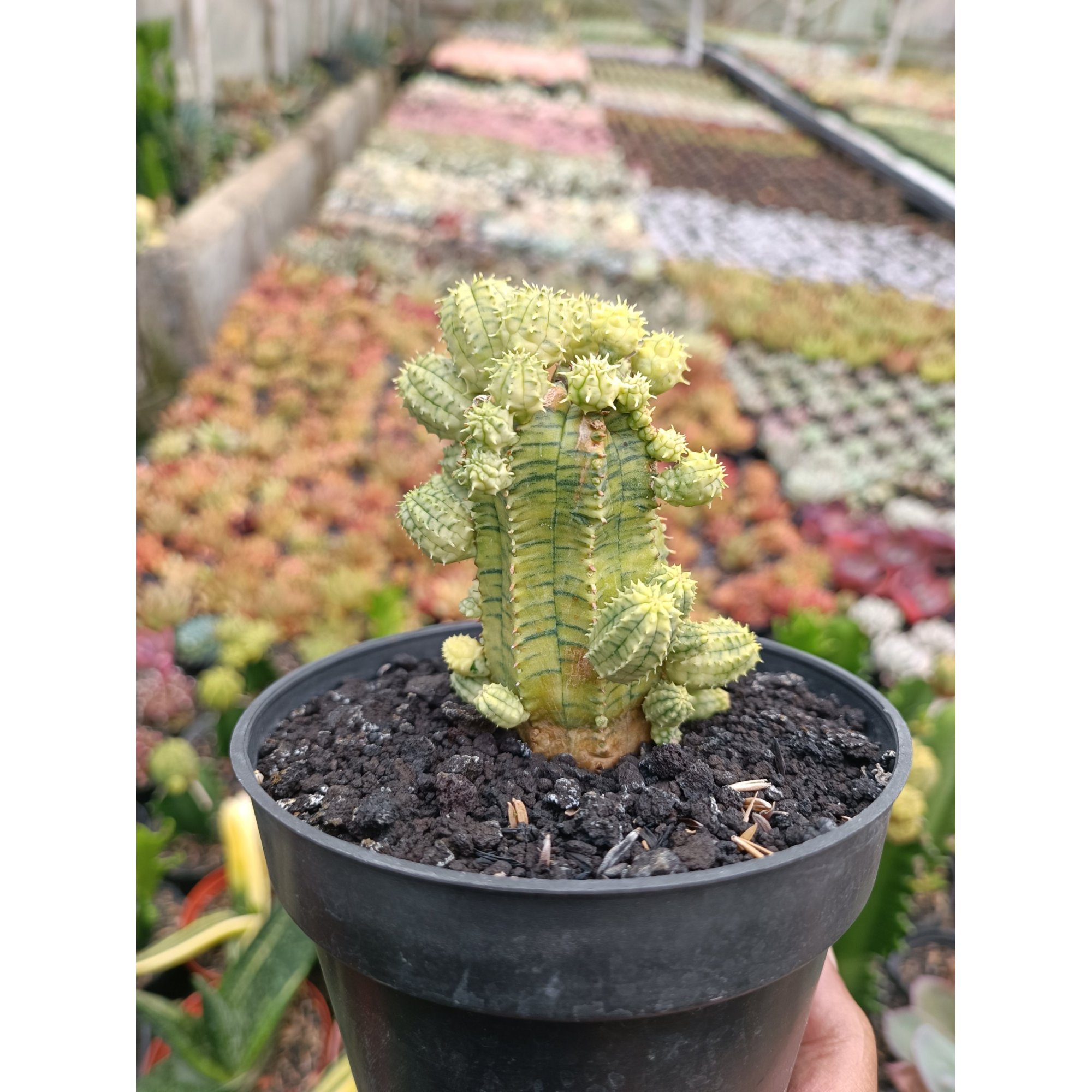 Euphorbia Infausta Variegatq, real feature image plant.