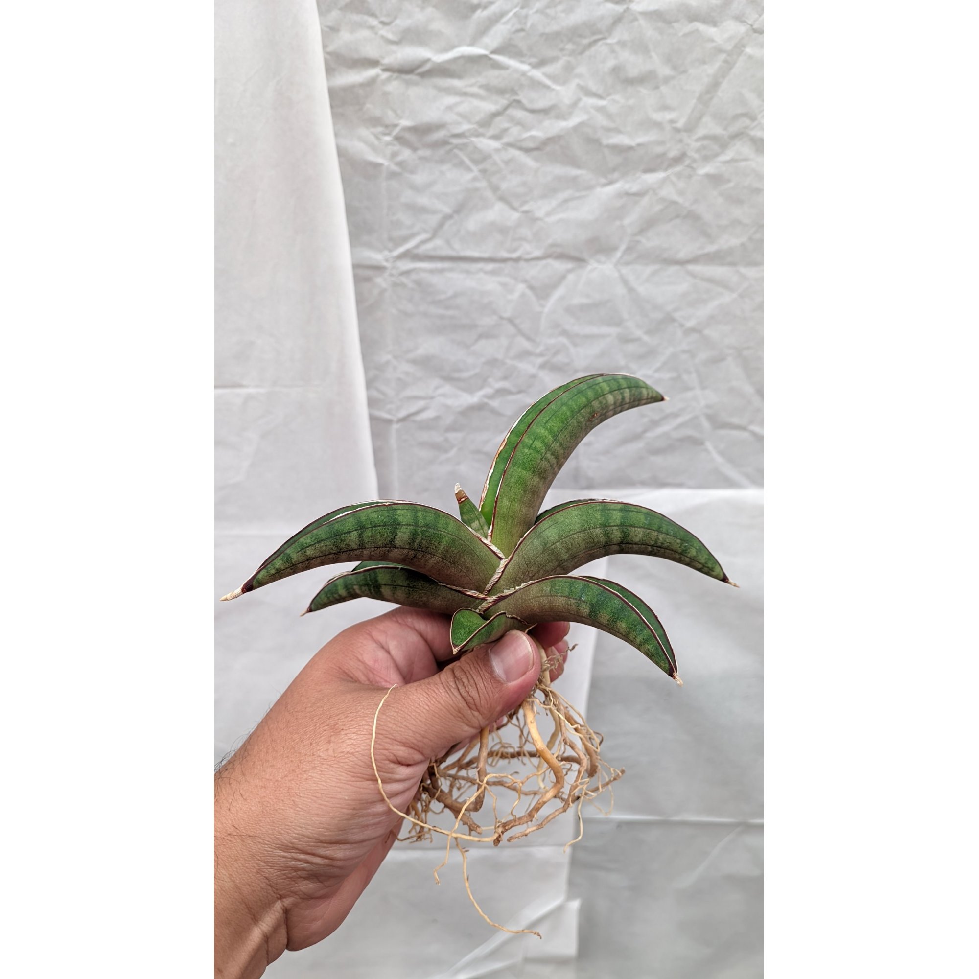 Euphorbia New Lactea - feature image plants catalog from online shop plants  exporter - Kaktus Indonesia ( www.kaktus.id ) - kaktus.id