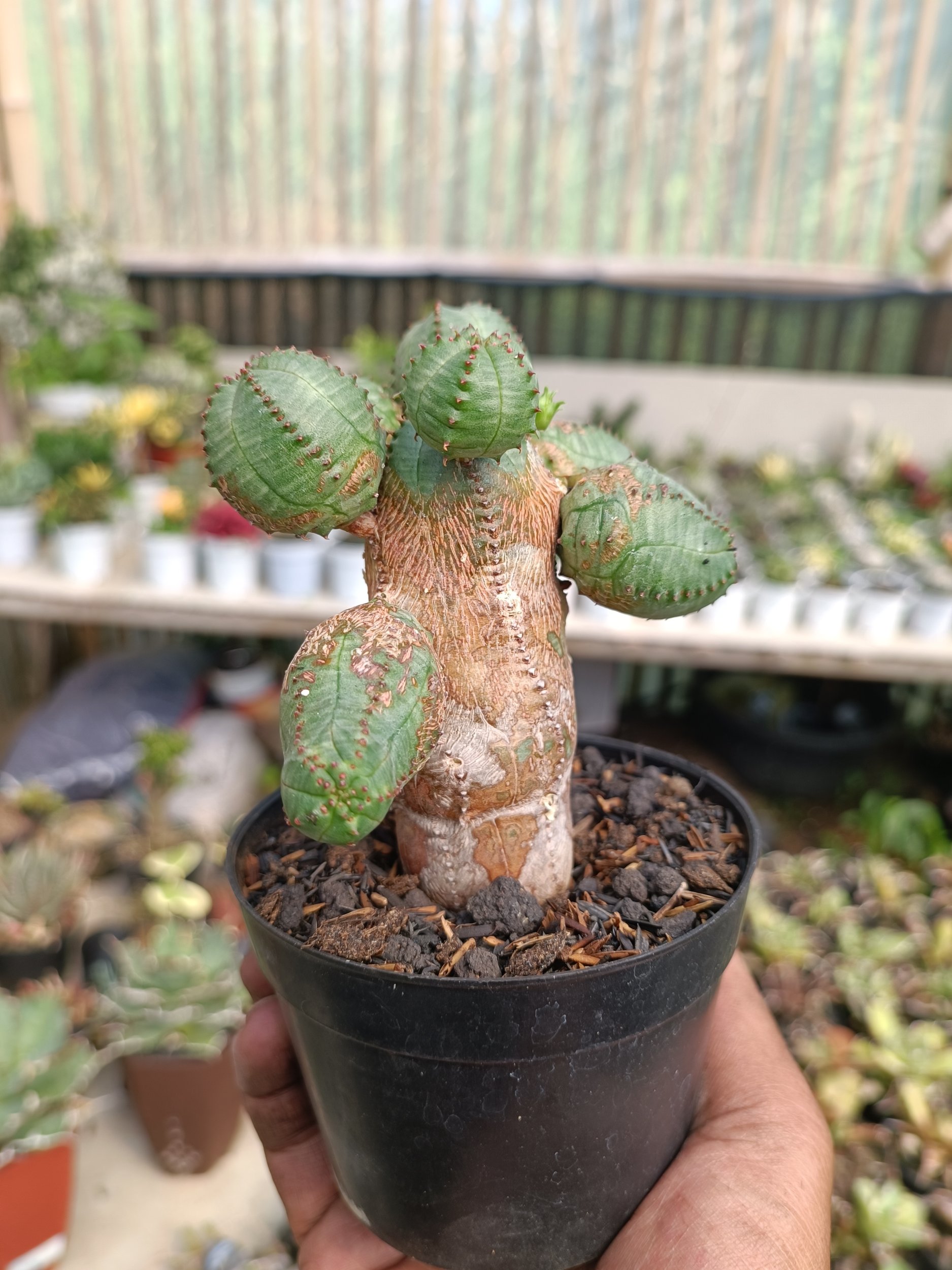 Euphorbia Obesa Globosa, real gallery image #1 plants.