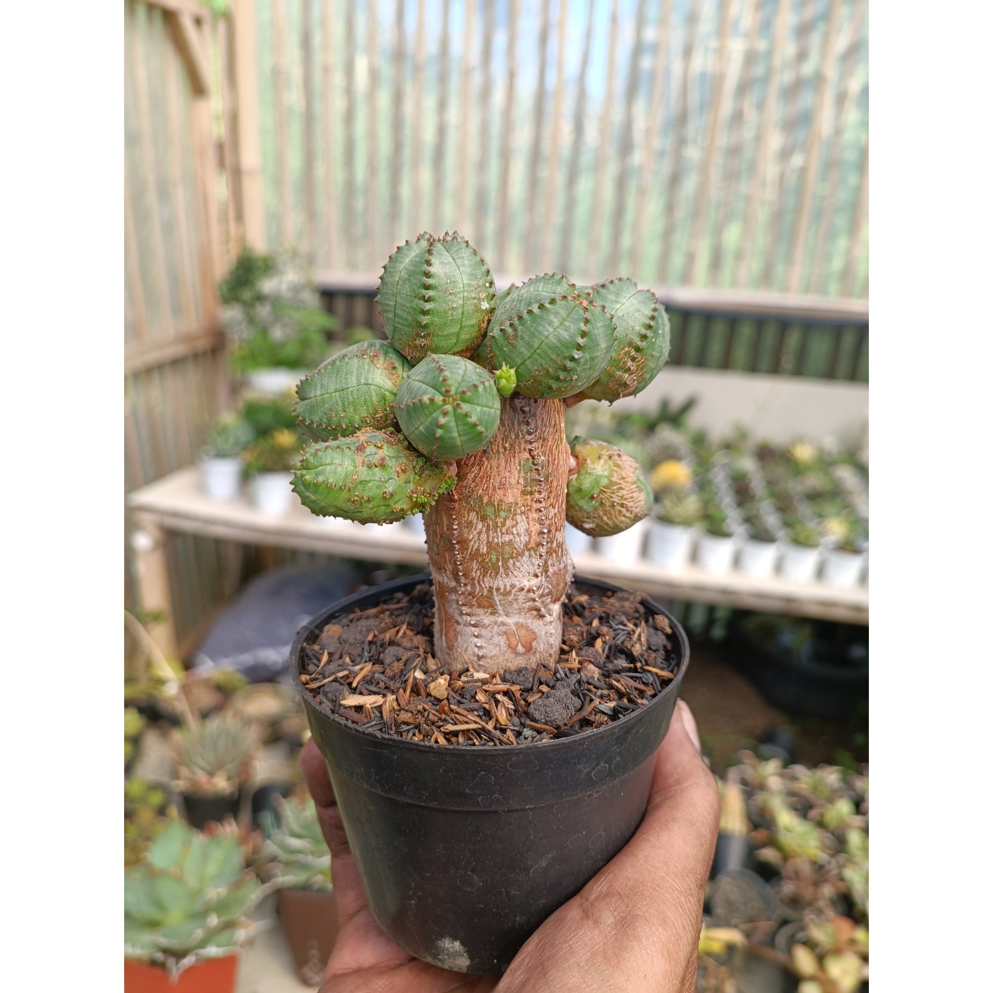 Euphorbia Obesa Globosa, real feature image plant.