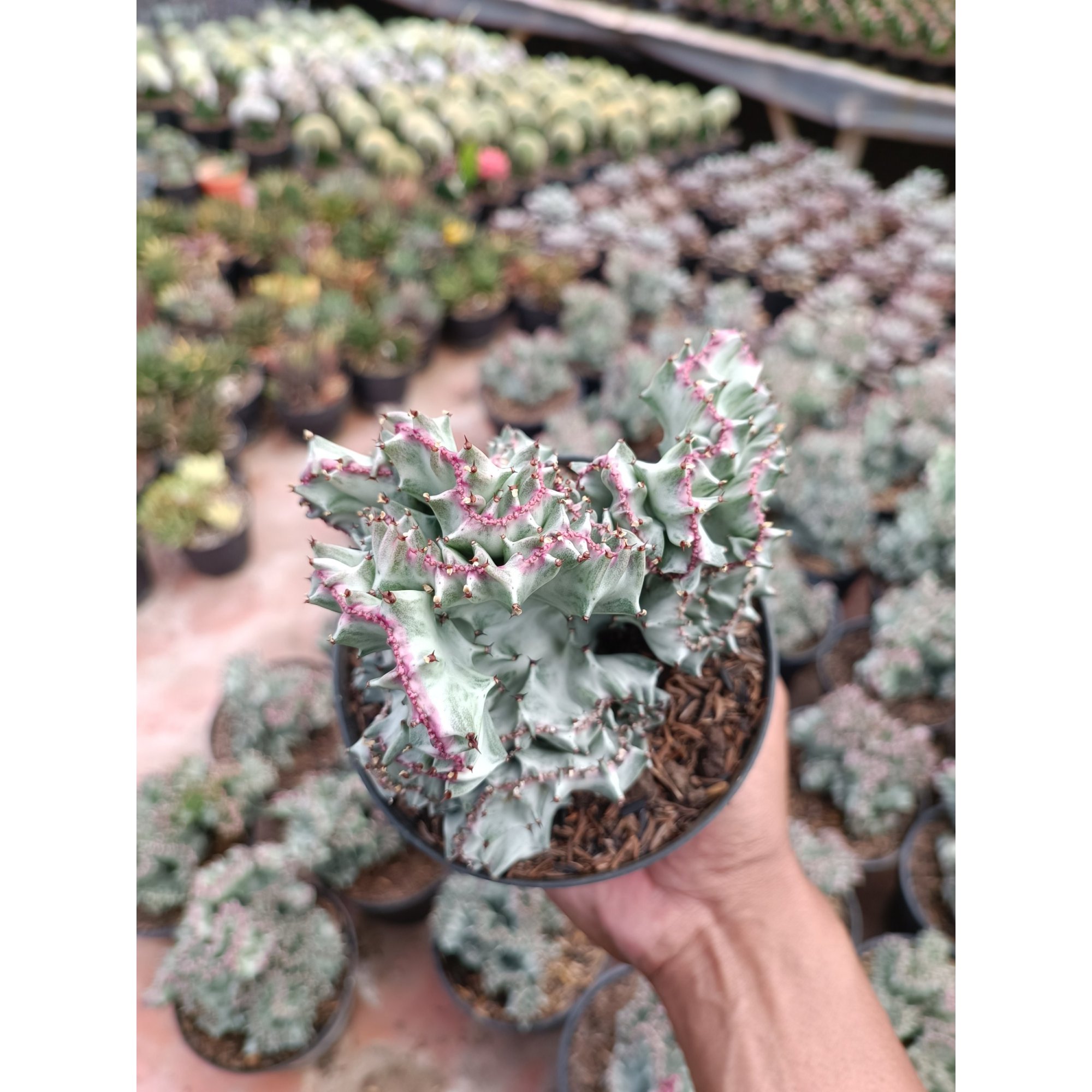 Euphorbia White Lannea Cristata size 15 cm, real feature image plant.