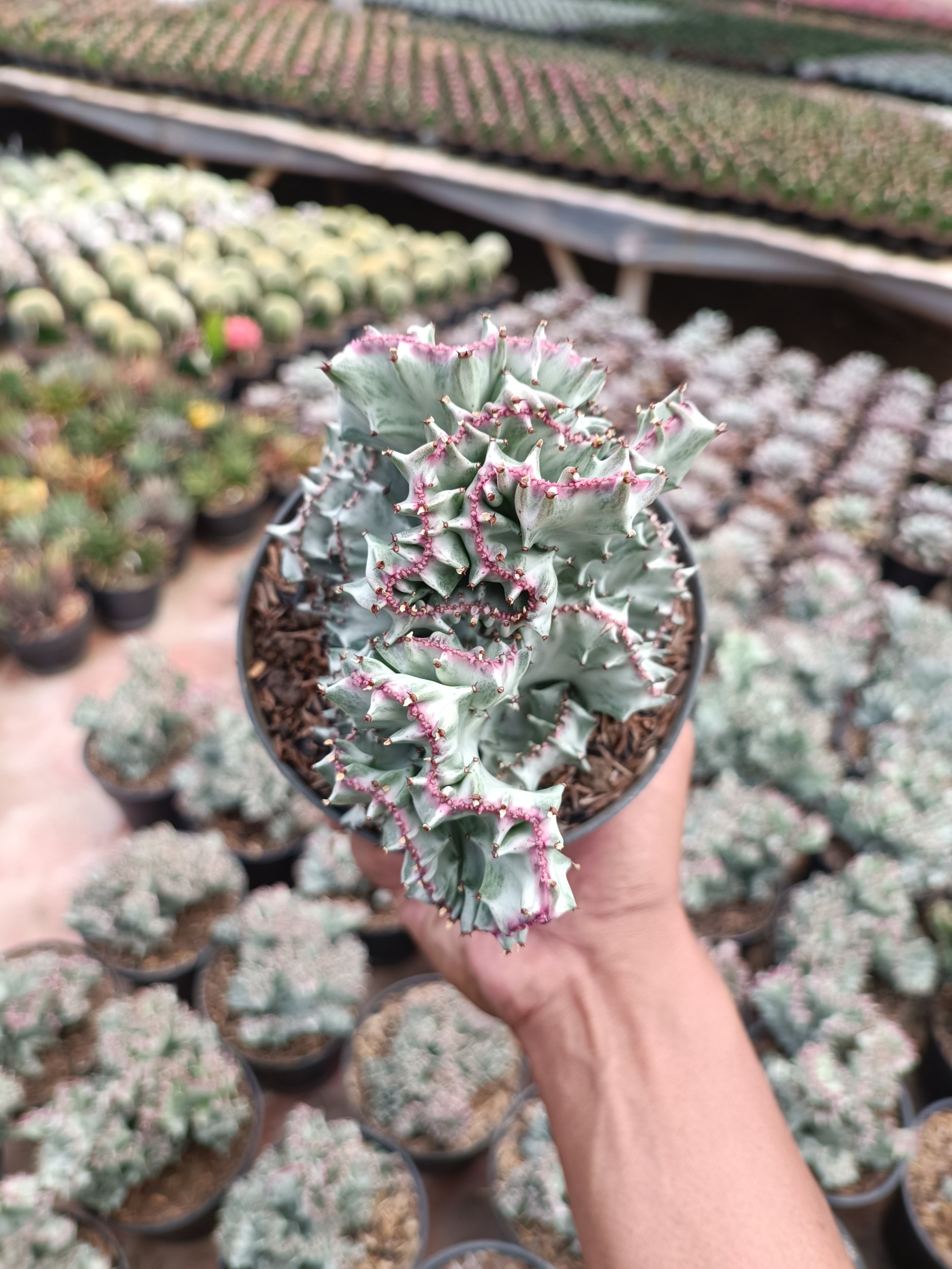 Euphorbia White Lannea Cristata size 15 cm, real gallery image #1 plants.