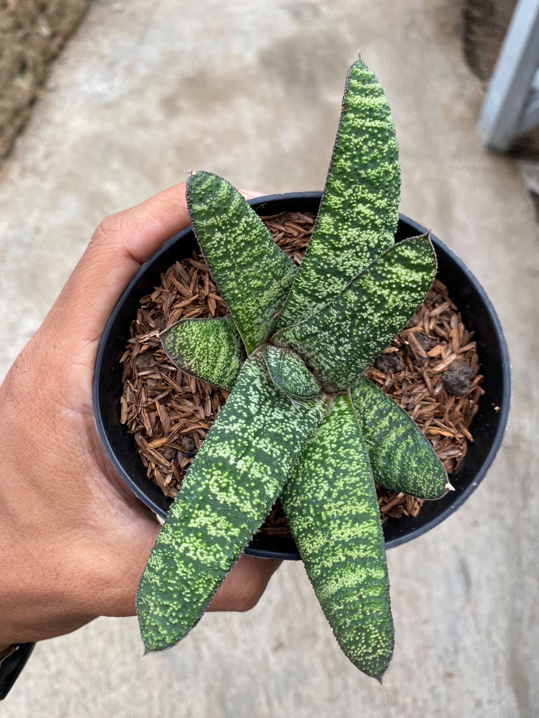 Gasteria Batesianana Green, real gallery image #1 plants.