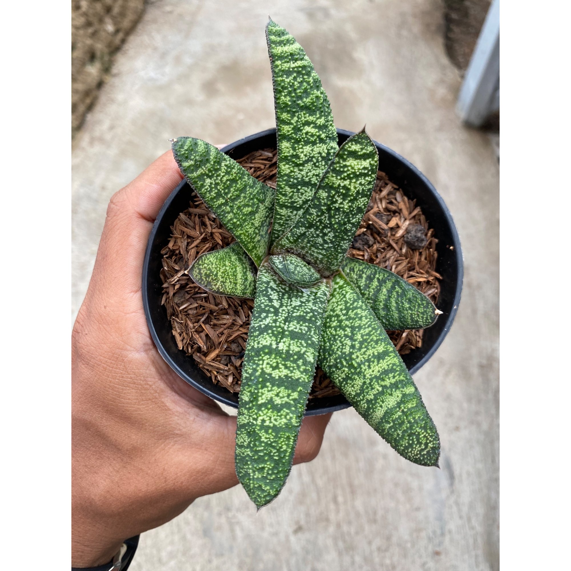 Gasteria Batesianana Green, real feature image plant.