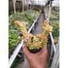 Monadenium Ritchiei Variegated Cluster