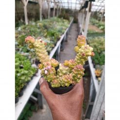 Monadenium Ritchiei Variegated Cluster