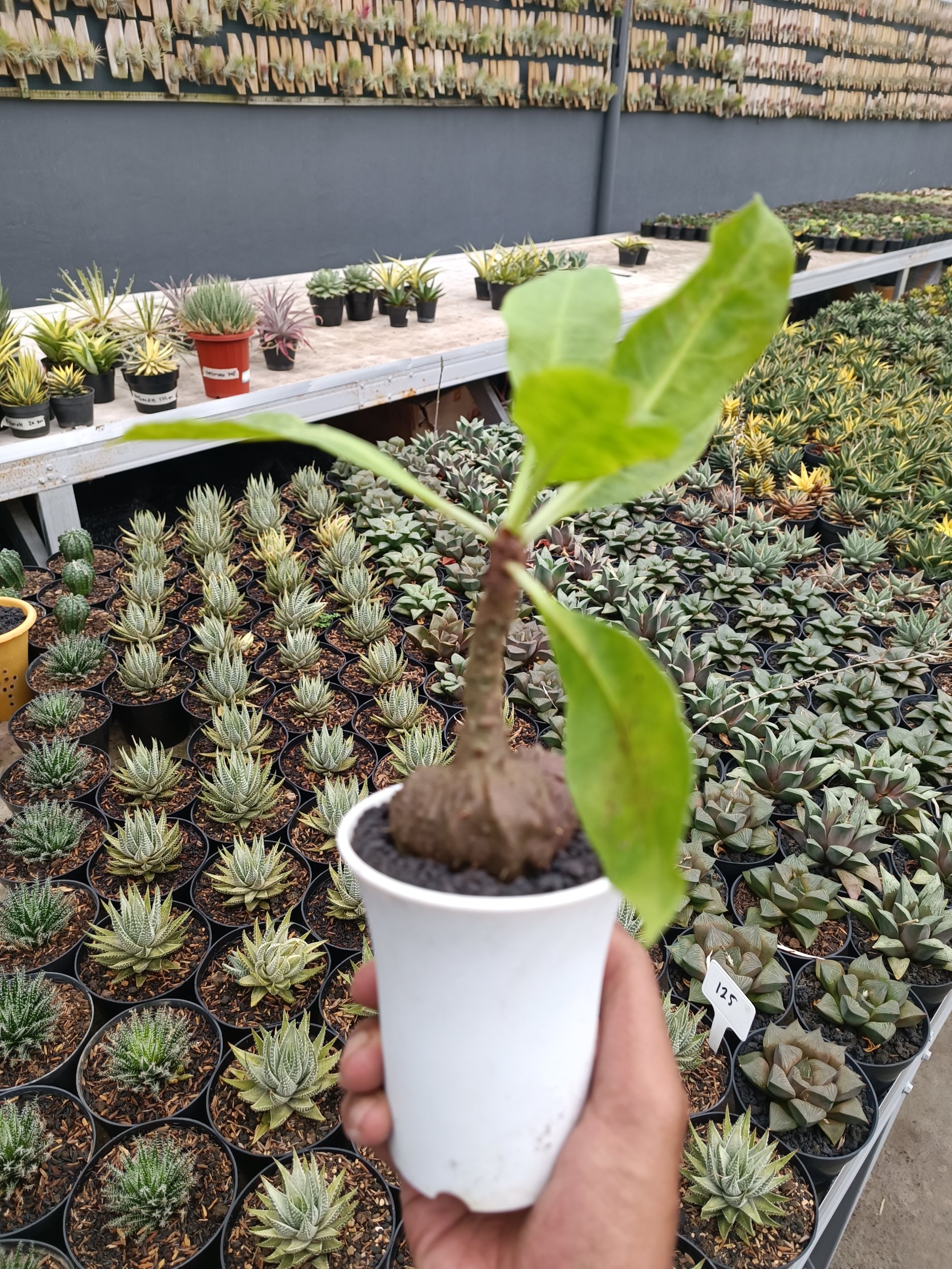Myrmecodia Pendans, real gallery image #1 plants.