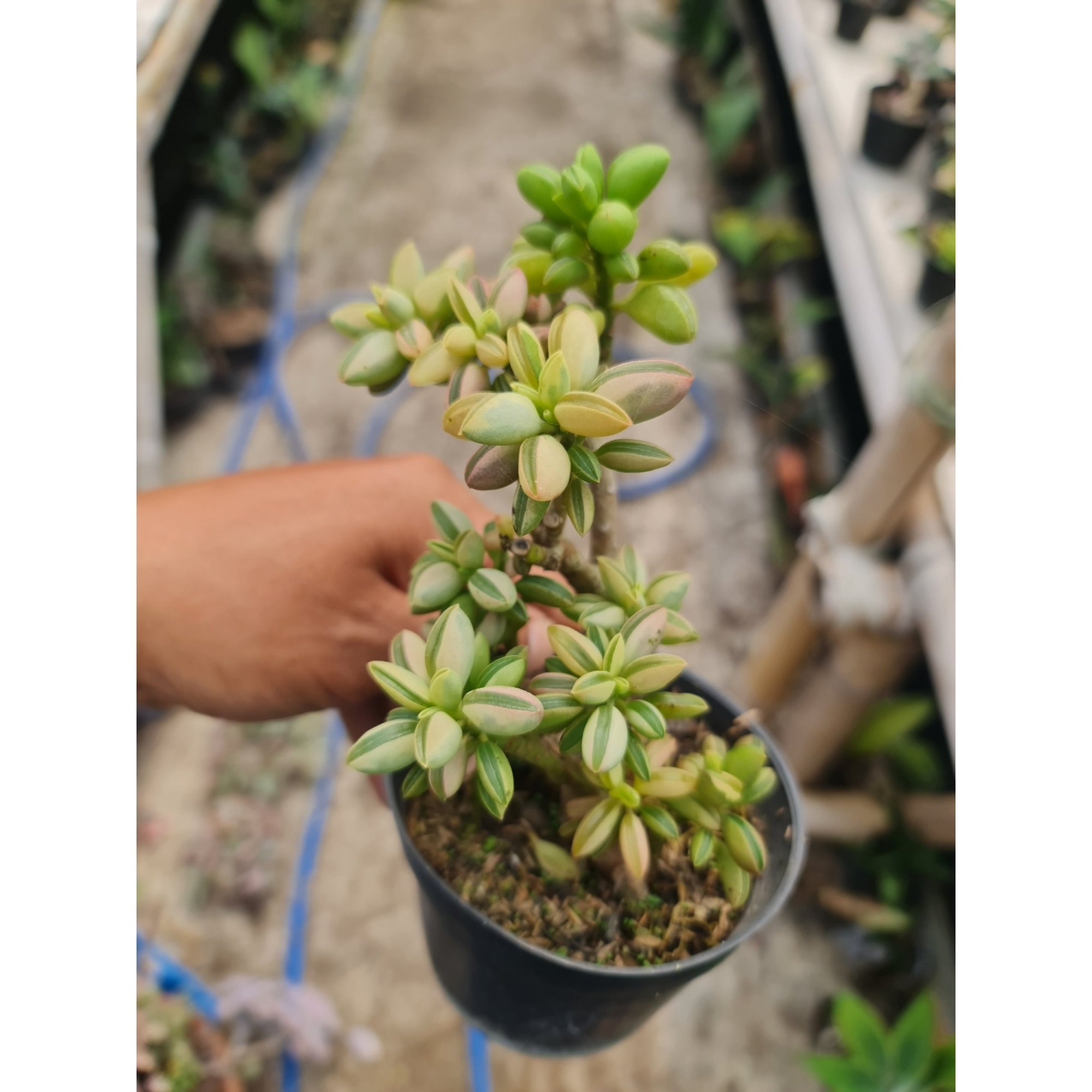 Peperomia Dolabriformis Cluster Batang, real feature image plant.