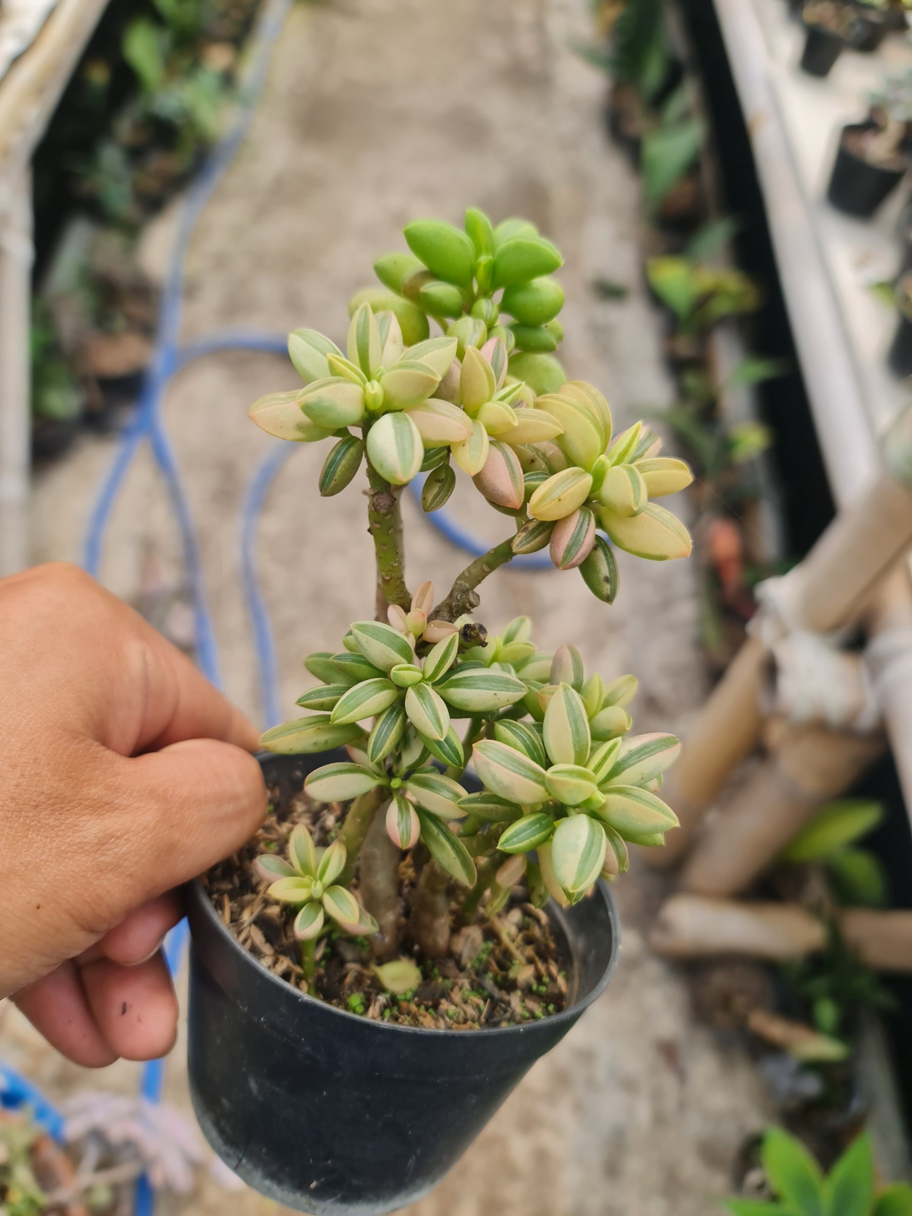 Peperomia Dolabriformis Cluster Batang, real gallery image #1 plants.