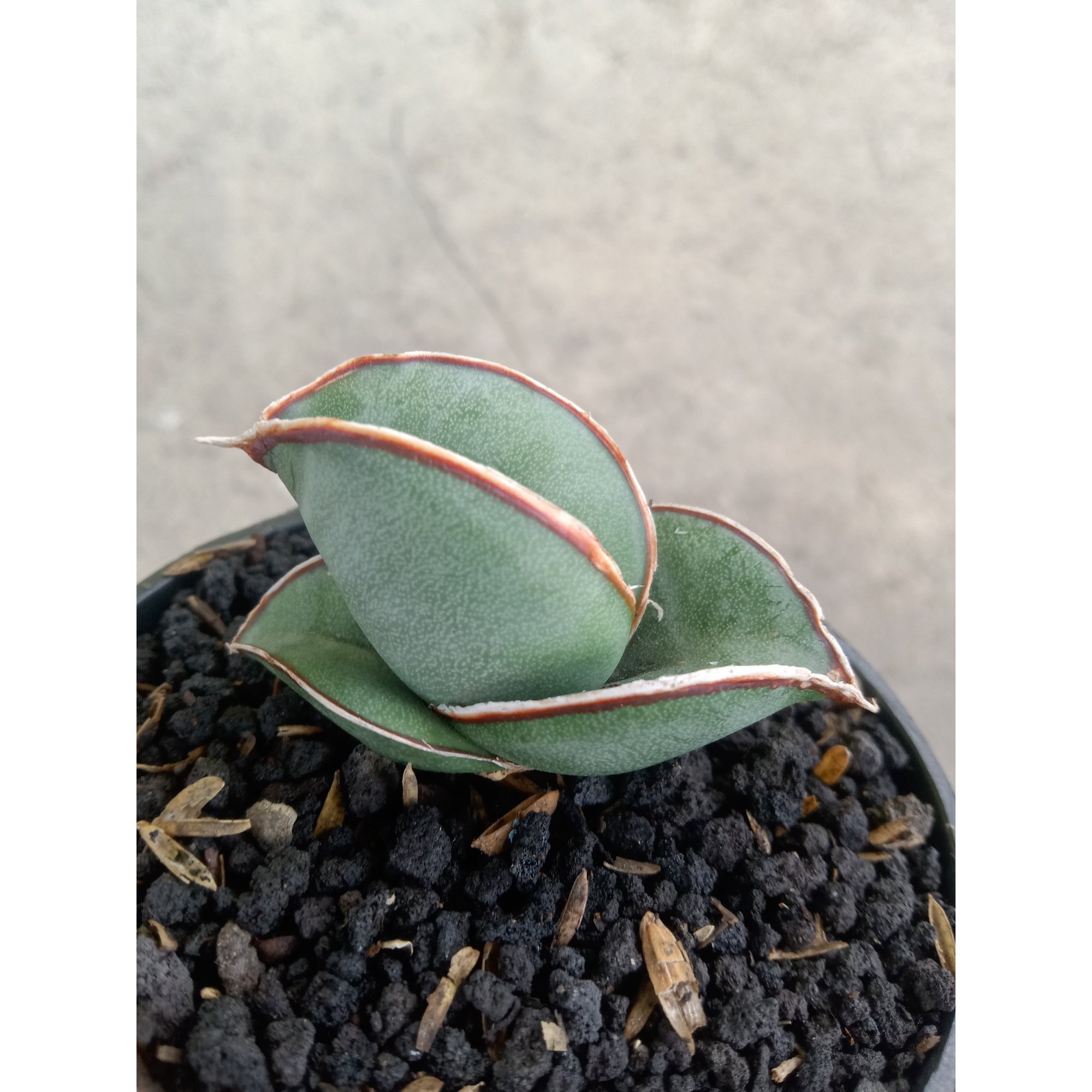 Sanseveria Banana Short, real feature image plant.