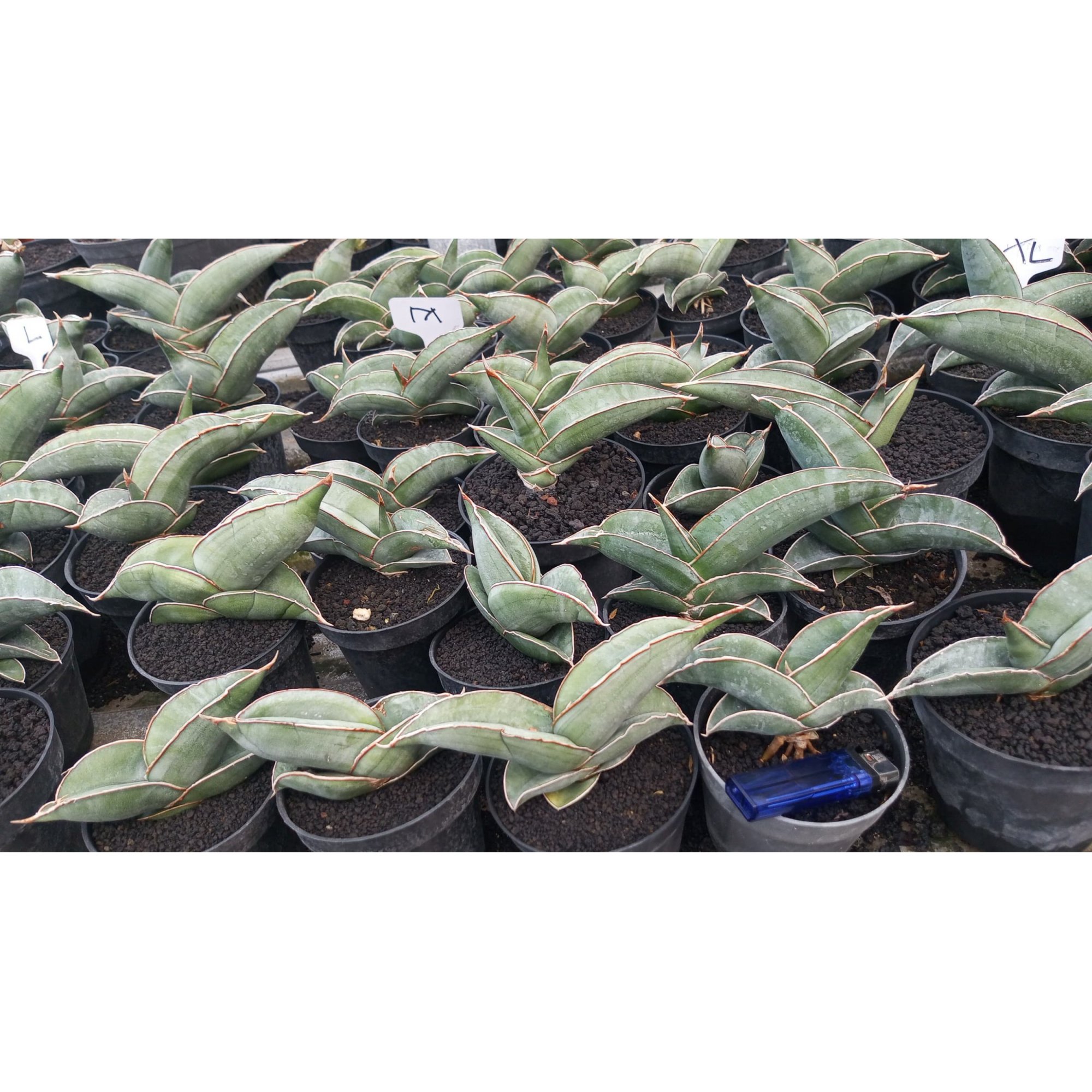 2341. Sanseveria Banana Short 25 Pcs