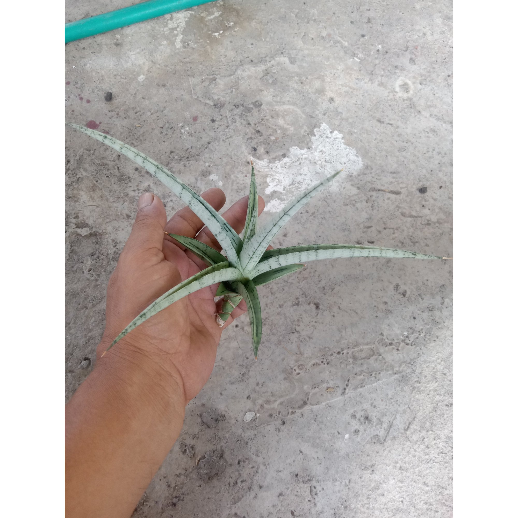 Sanseveria Cinta, real feature image plant.