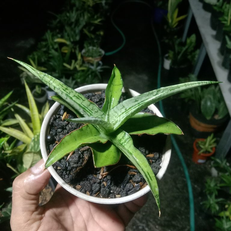 2348. Sanseveria Cinta