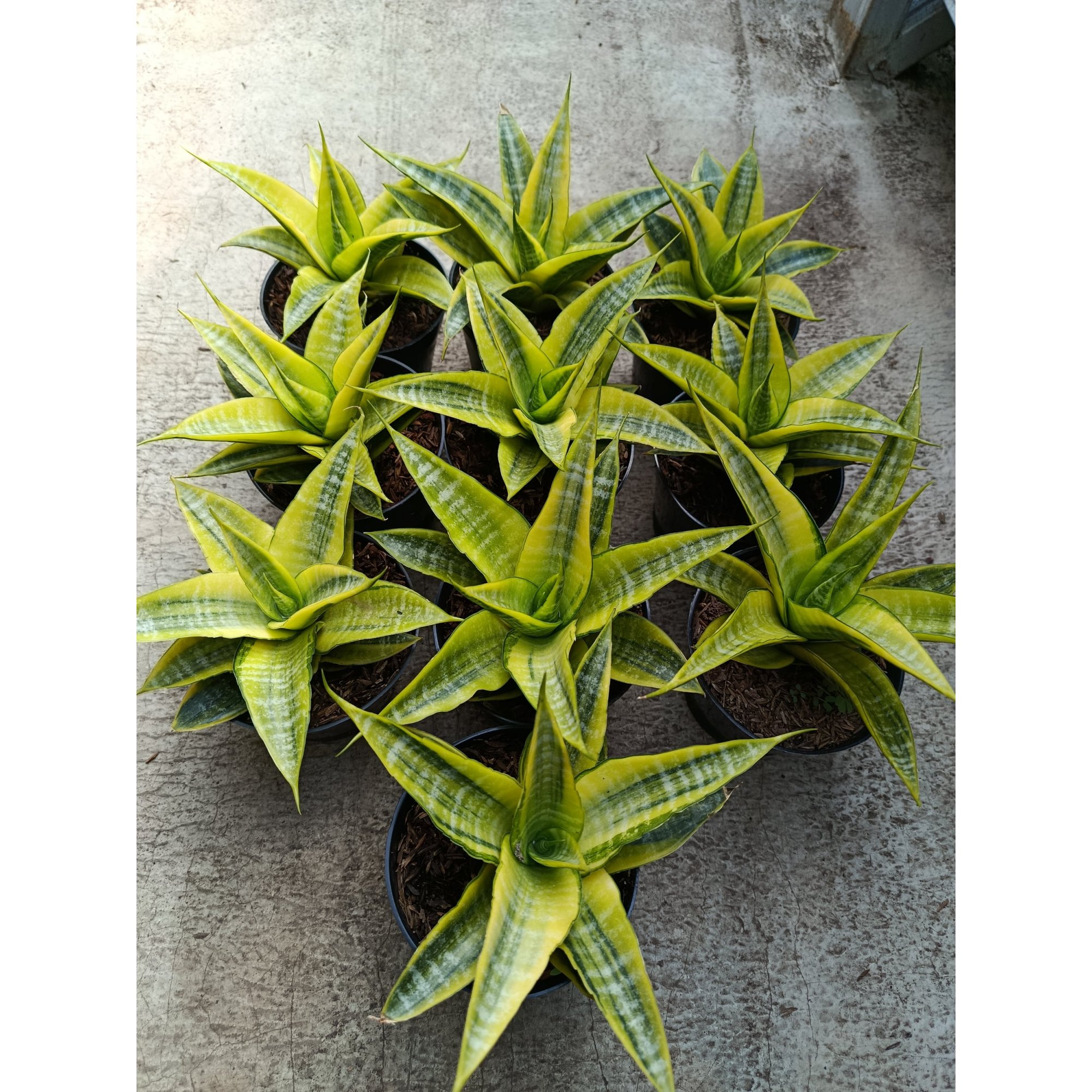 Sanseveria Cordova Variegated, real feature image plant.