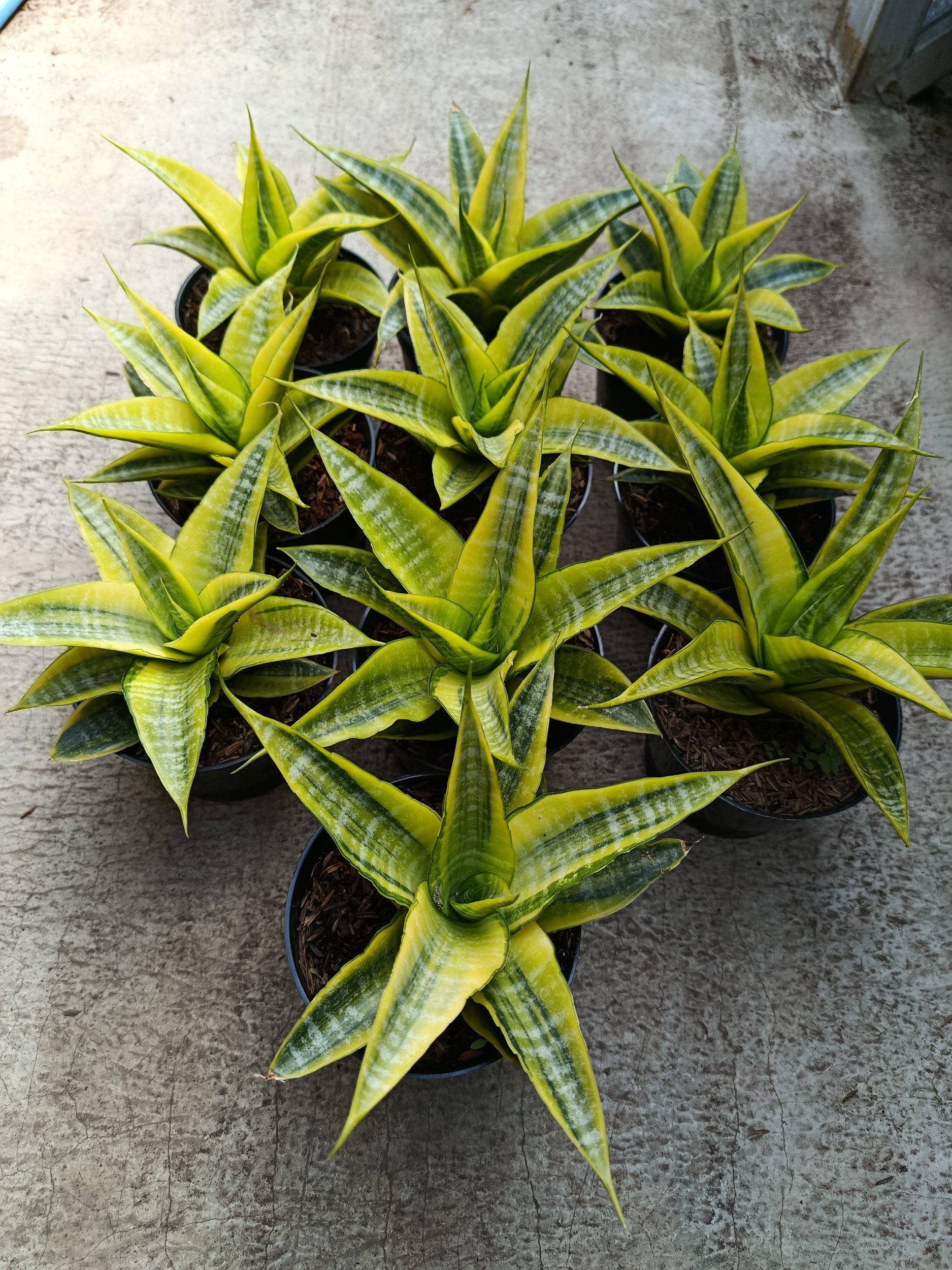 Sanseveria Cordova Variegated, real gallery image #1 plants.
