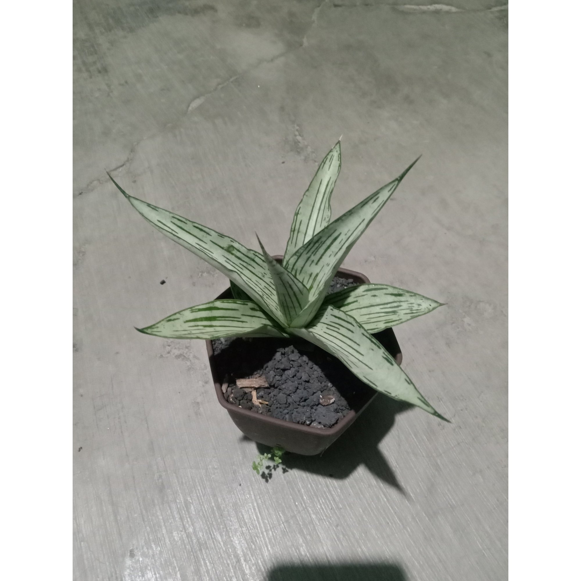 Sanseveria Cundamani, real feature image plant.