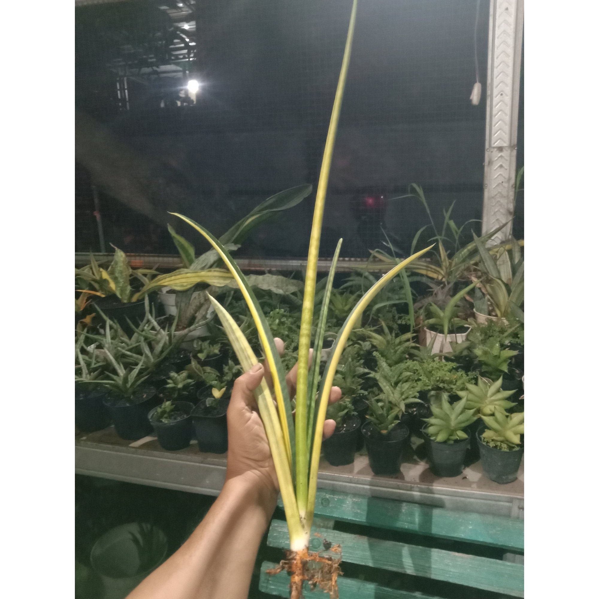 Sanseveria Ernesty Varigated, real feature image plant.