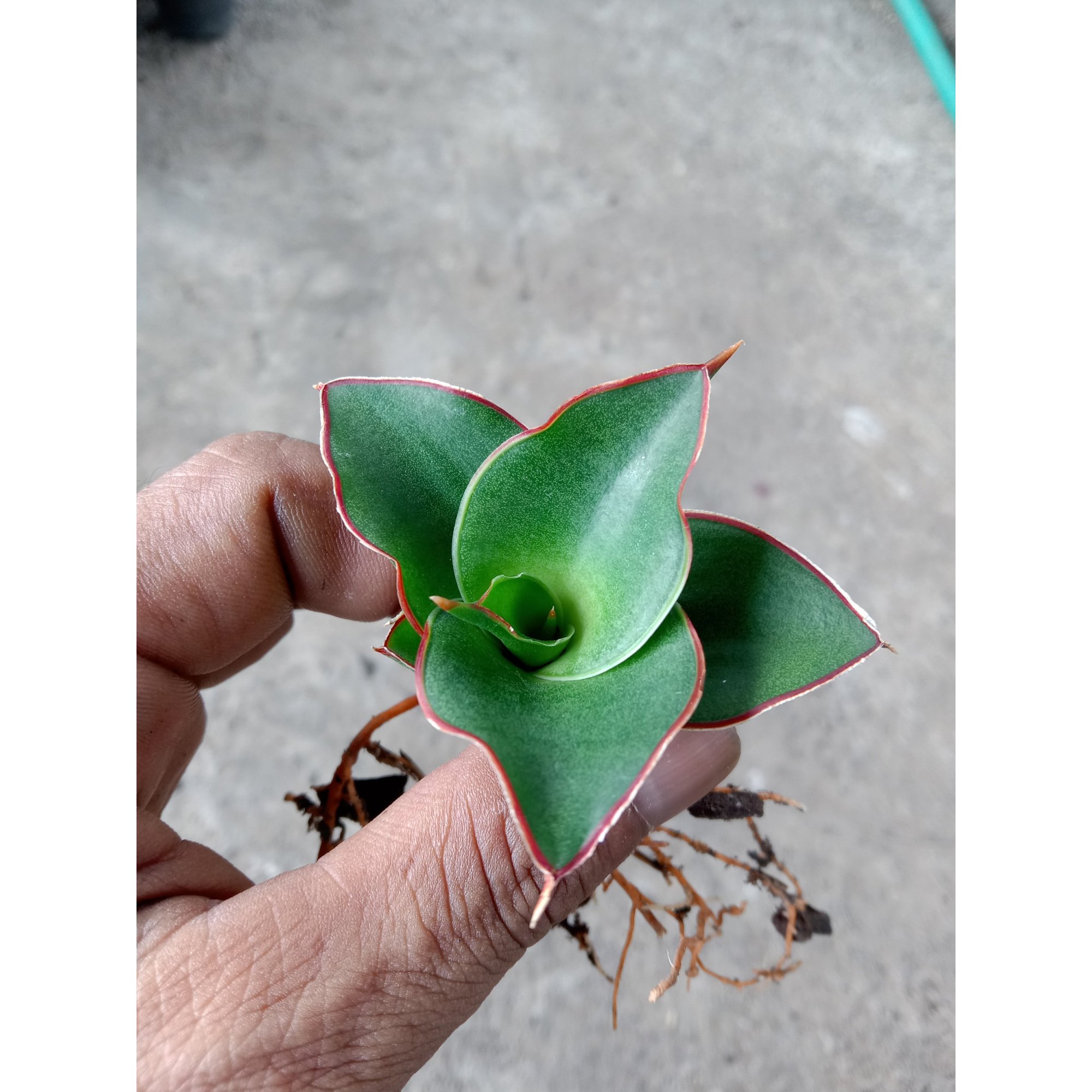 2271. Sanseveria Ghea