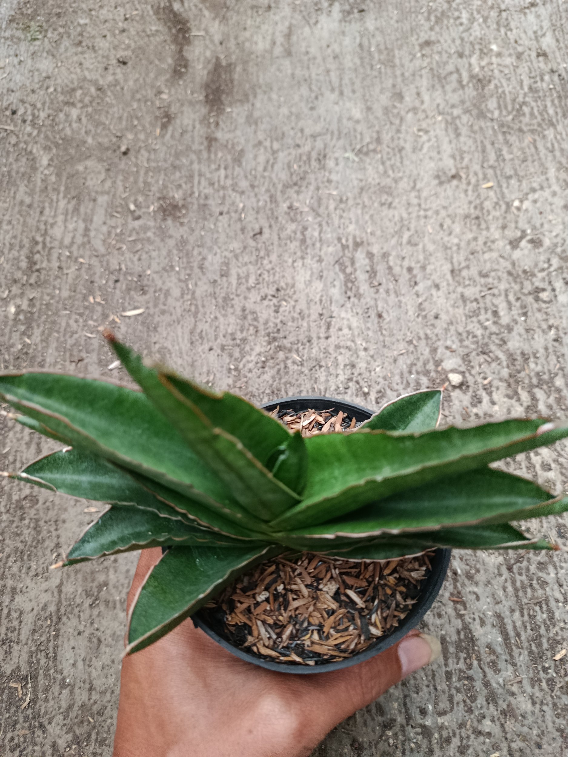 Sanseveria Hybrid Andaman, real gallery image #1 plants.