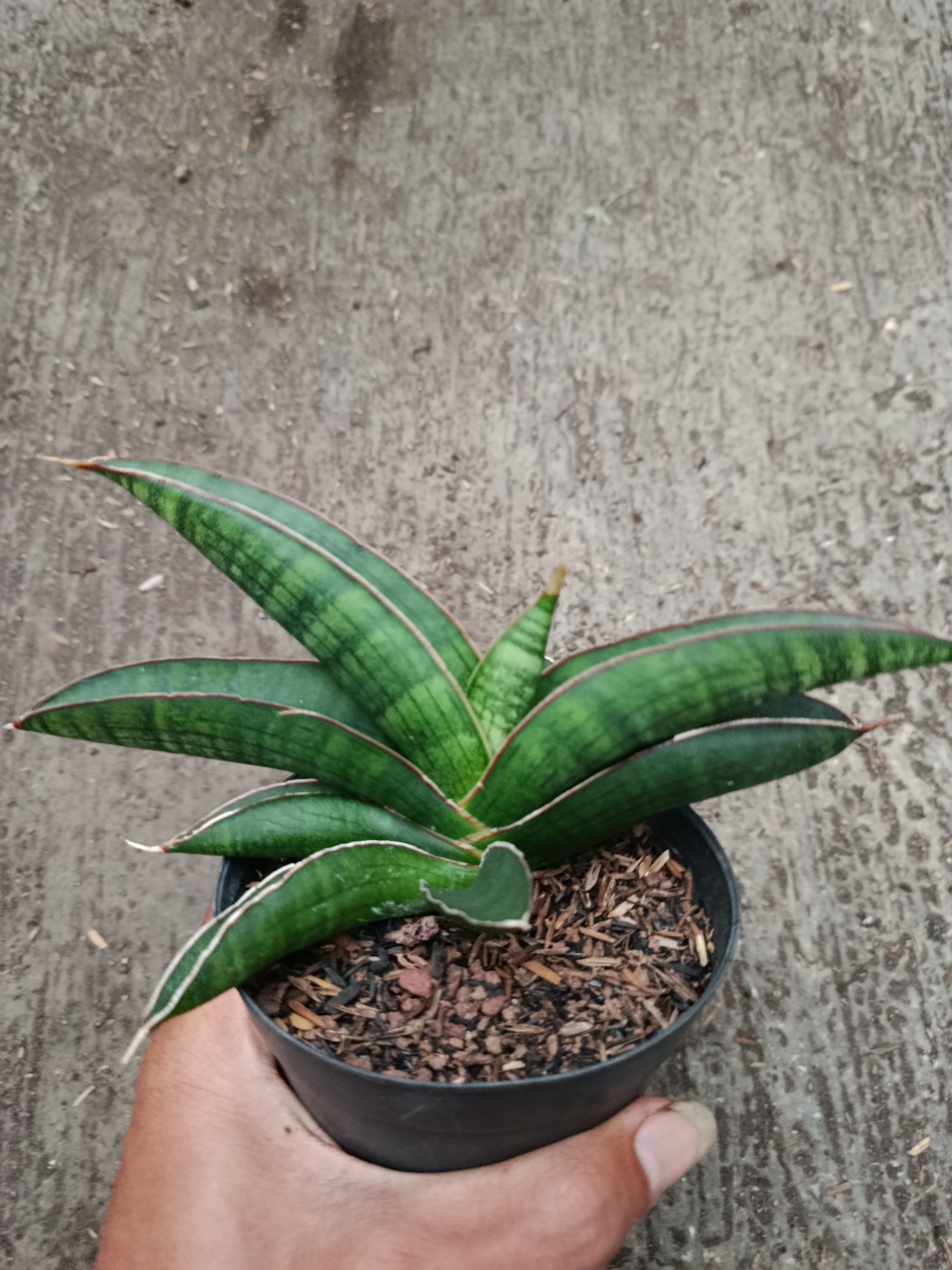 Sanseveria Hybrid Argopuro, real gallery image #1 plants.