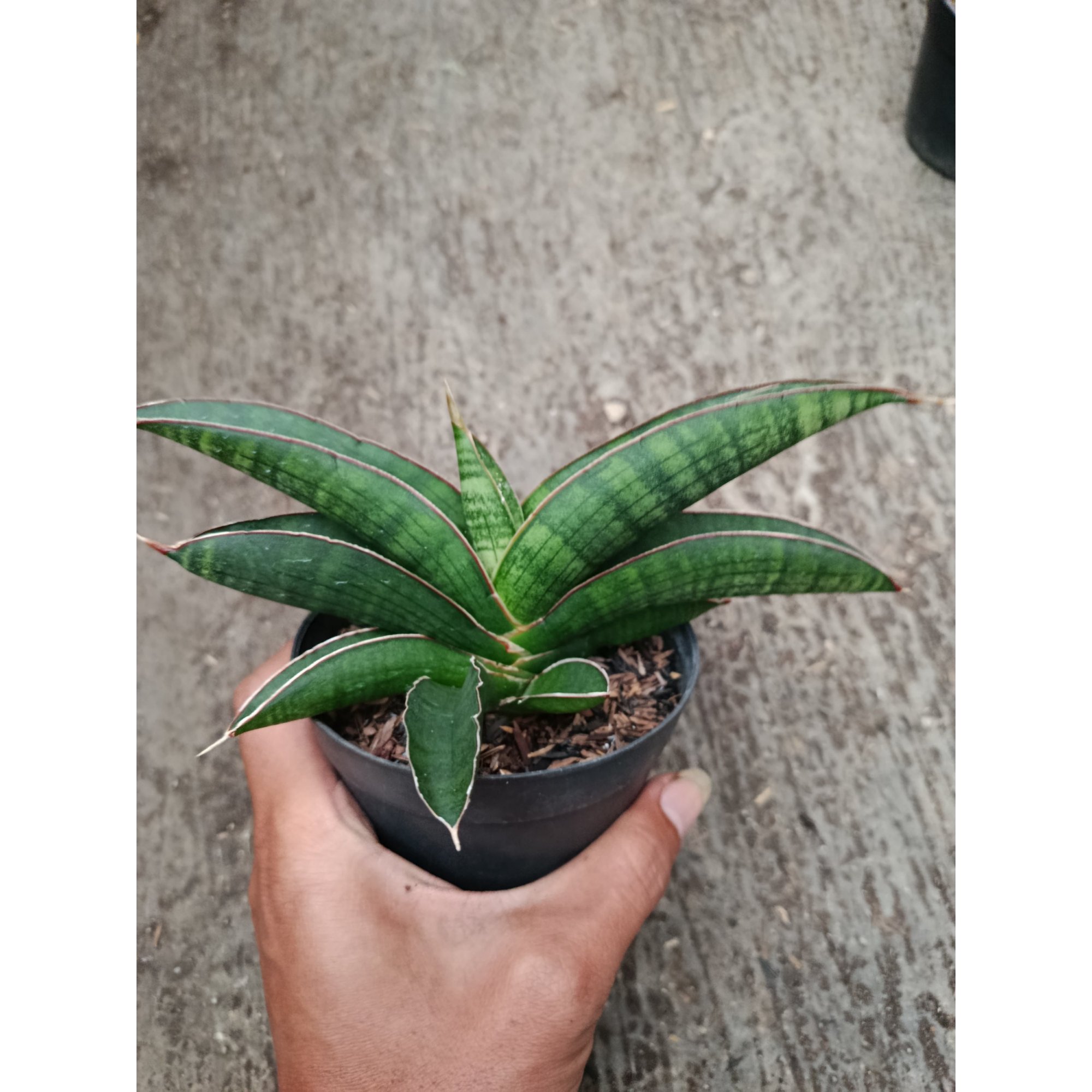Sanseveria Hybrid Argopuro, real feature image plant.