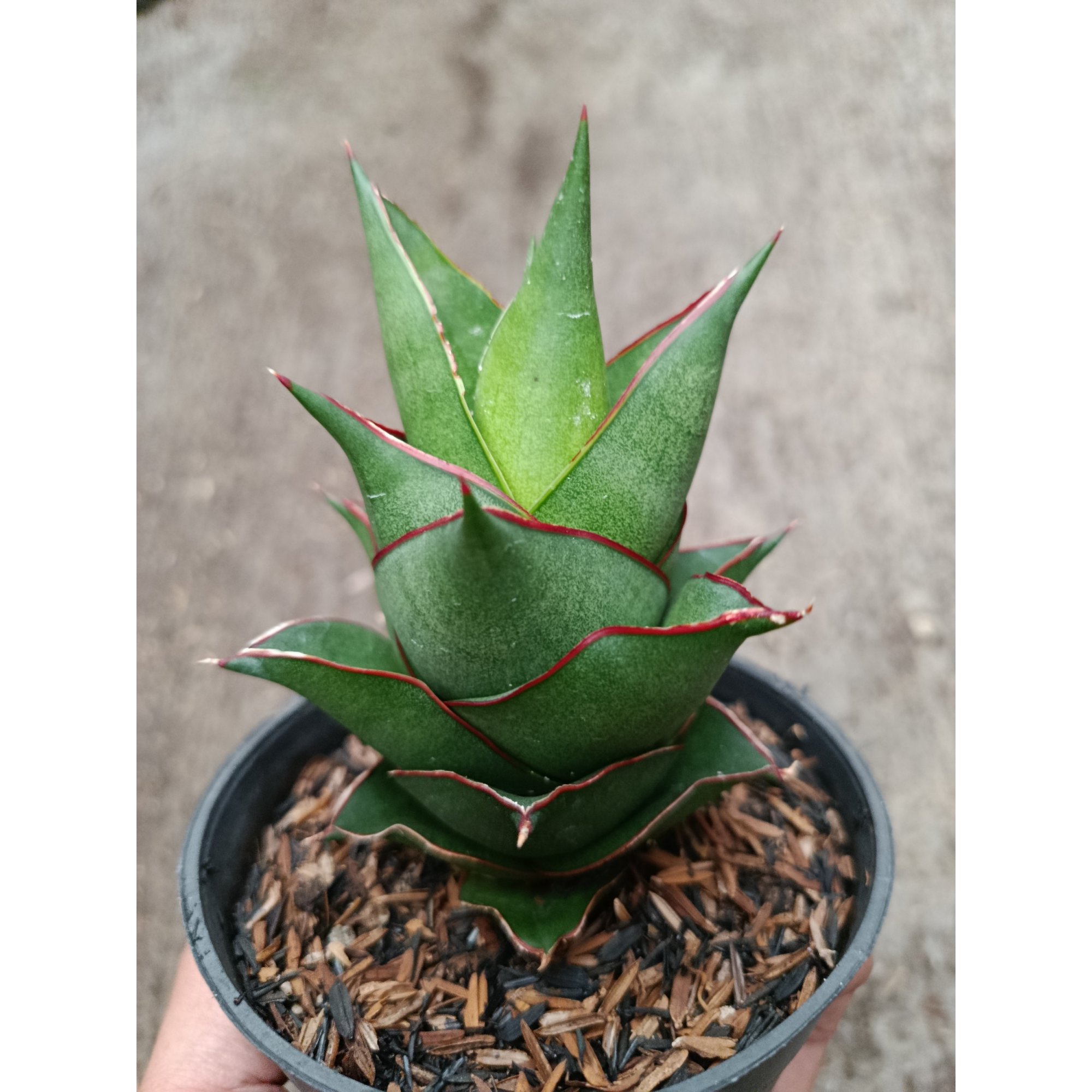 Sanseveria Hybrid Armanu, real feature image plant.