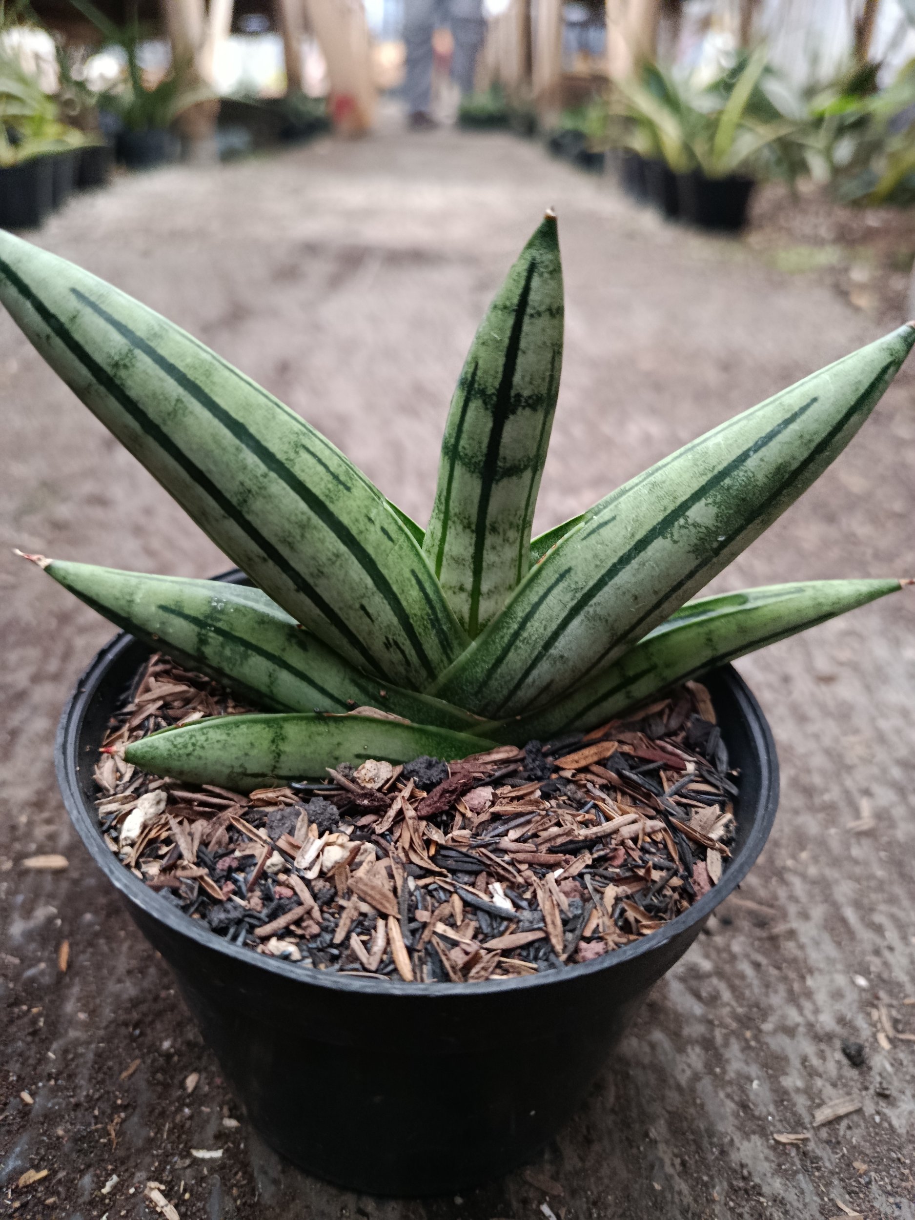 Sanseveria Hybrid Fatman, real gallery image #1 plants.