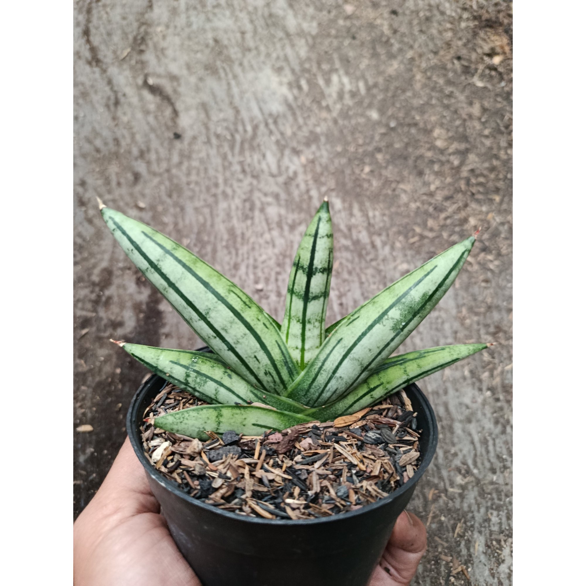 Sanseveria Hybrid Fatman, real feature image plant.