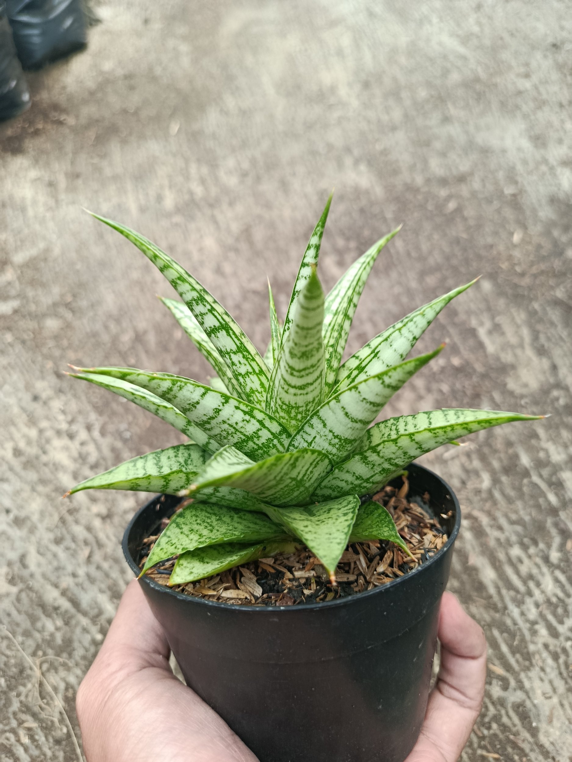 Sanseveria Hybrid Gepeng, real gallery image #1 plants.