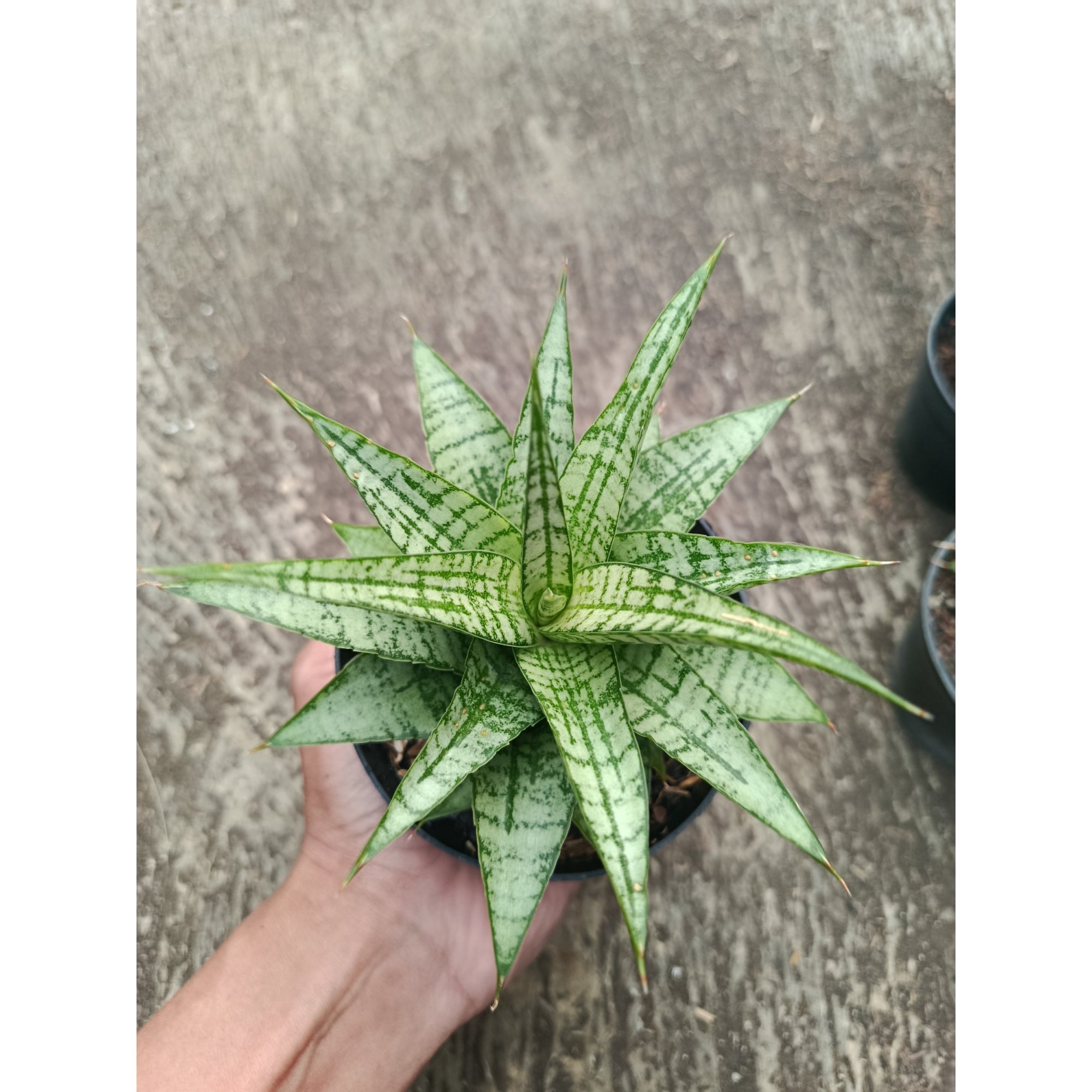 Sanseveria Hybrid Gepeng, real feature image plant.