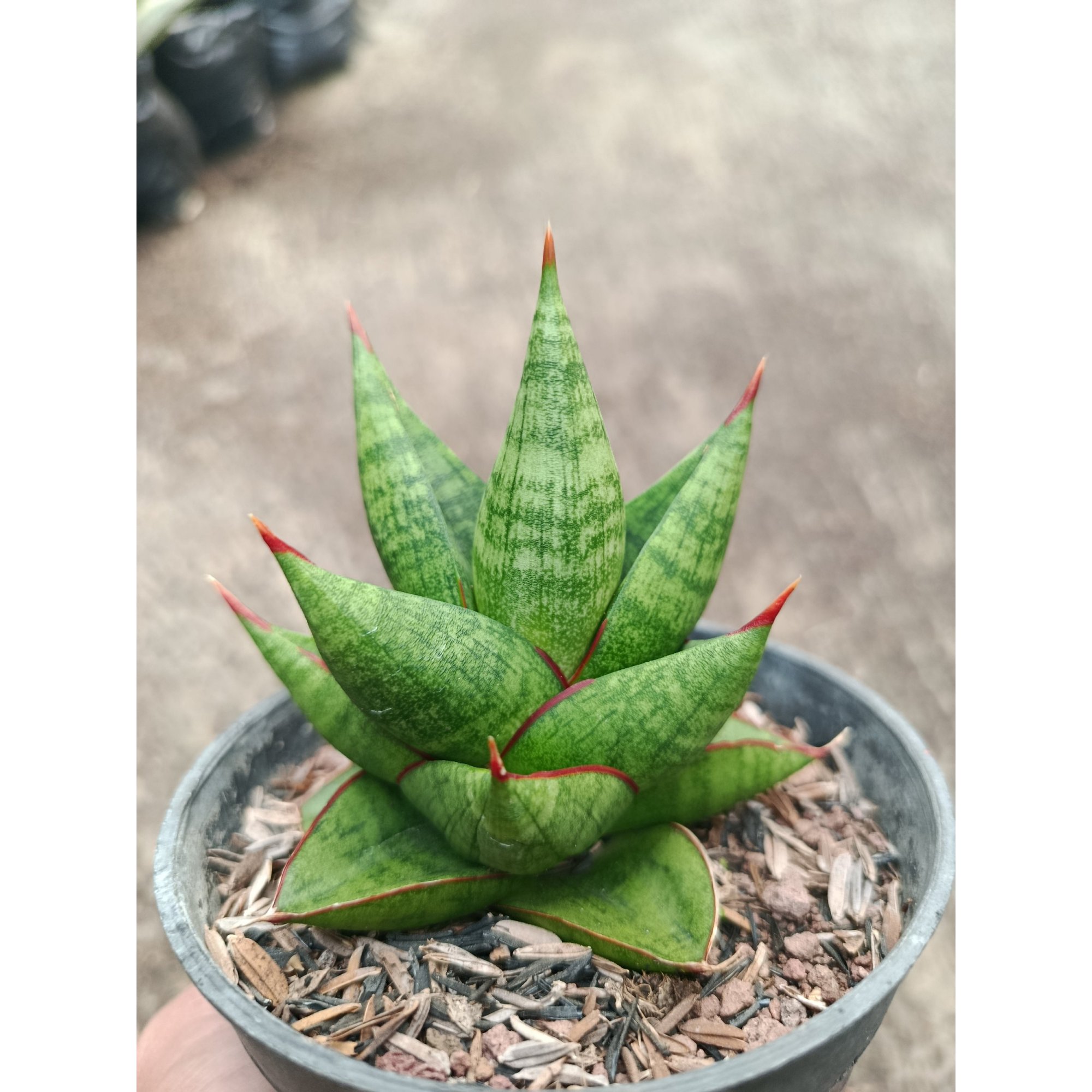 Sanseveria Hybrid Juleha, real feature image plant.