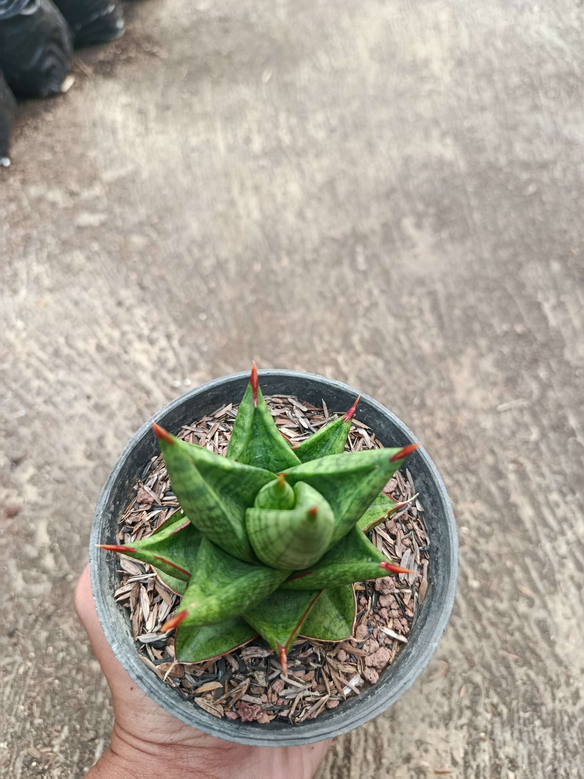 Sanseveria Hybrid Juleha, real gallery image #1 plants.