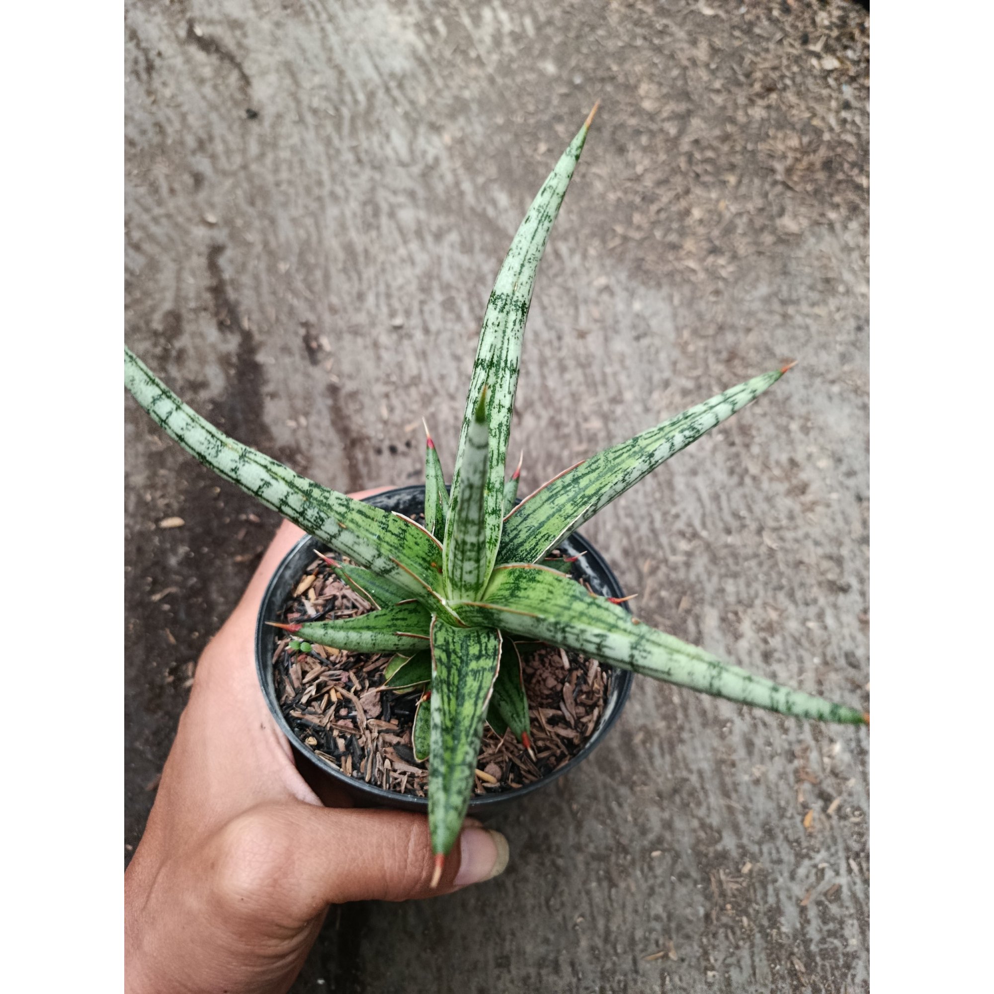 Sanseveria Hybrid Mandalika, real feature image plant.