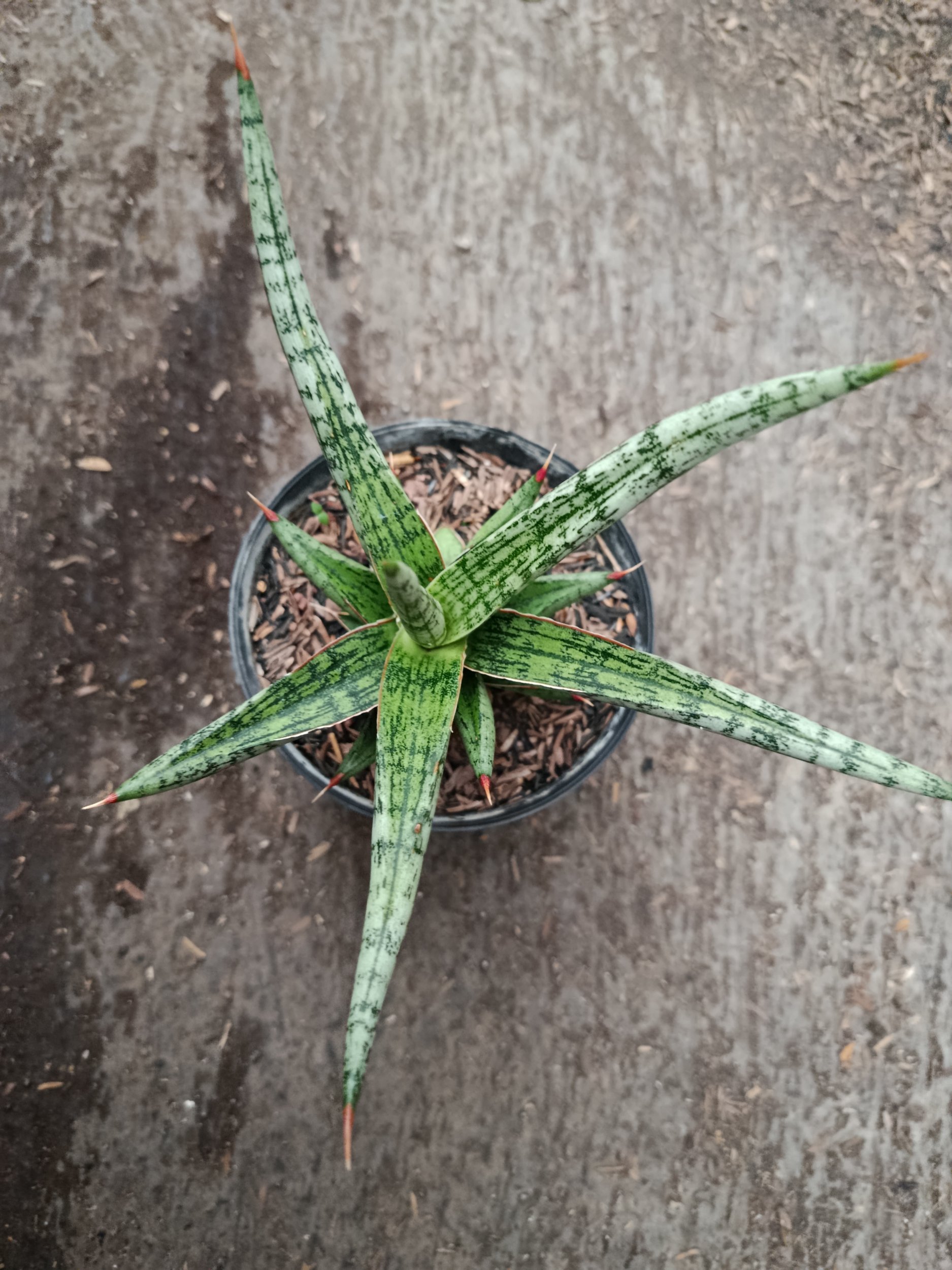 Sanseveria Hybrid Mandalika, real gallery image #1 plants.