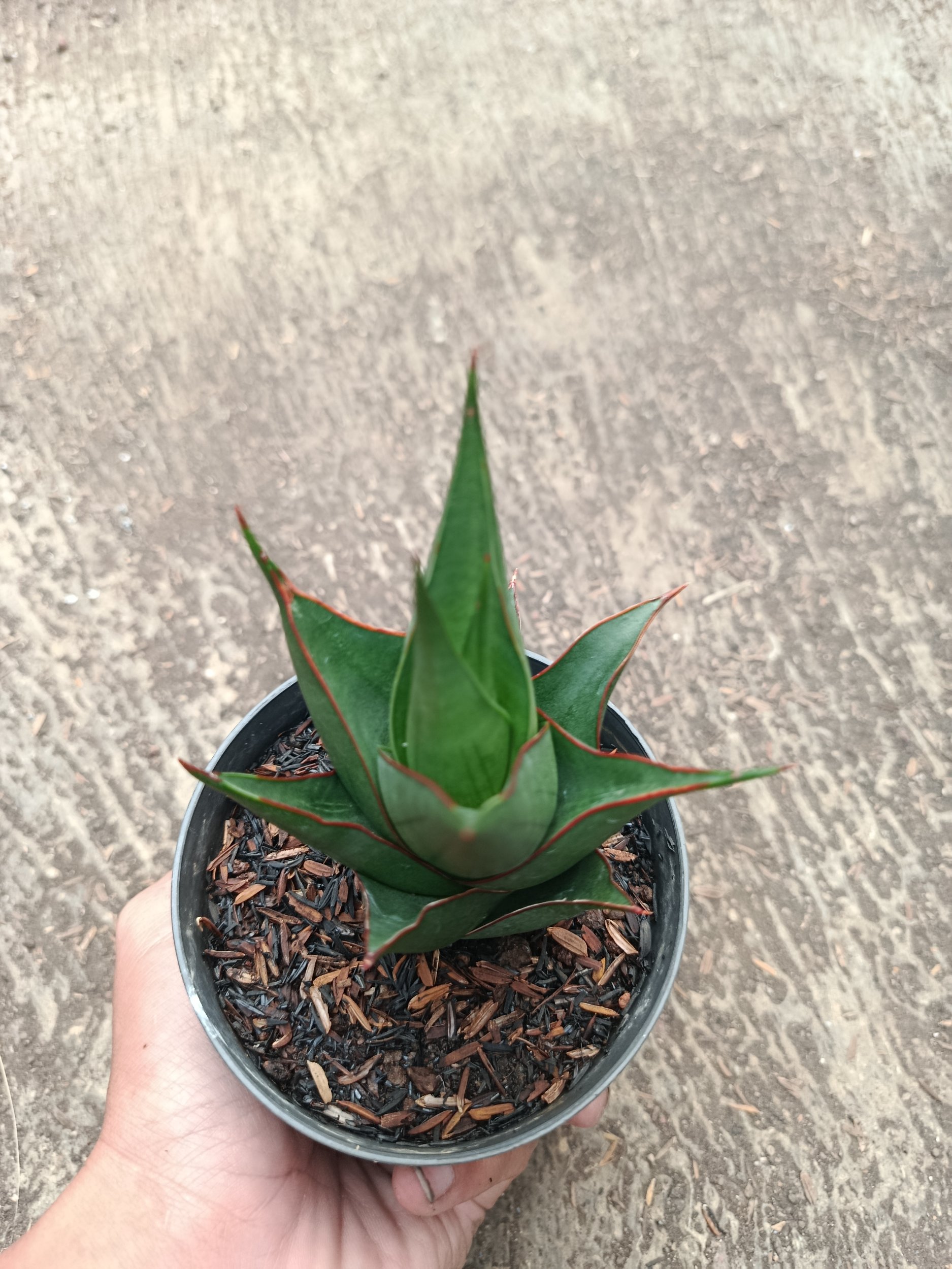 Sanseveria Hybrid Marlena, real gallery image #1 plants.