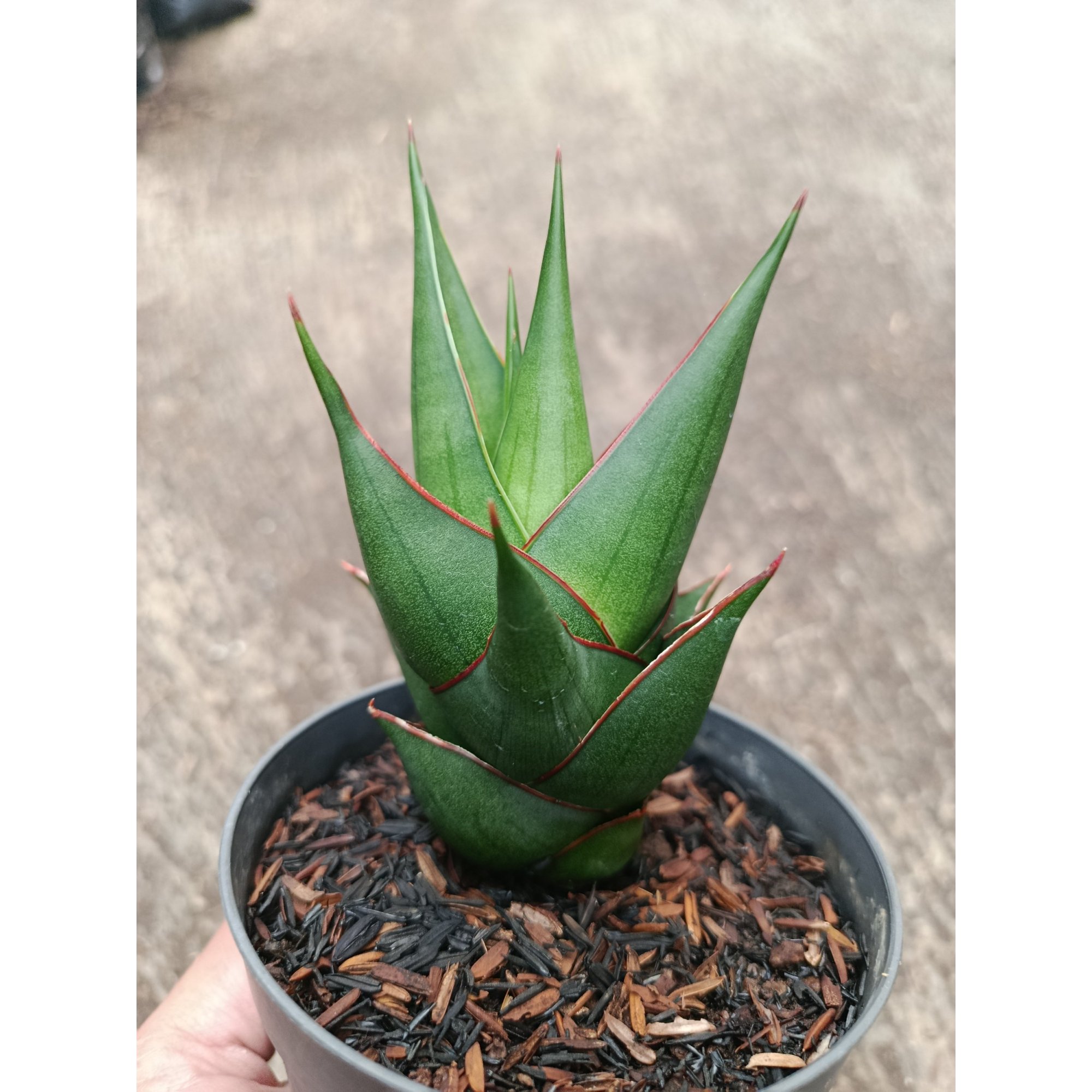 Sanseveria Hybrid Marlena, real feature image plant.