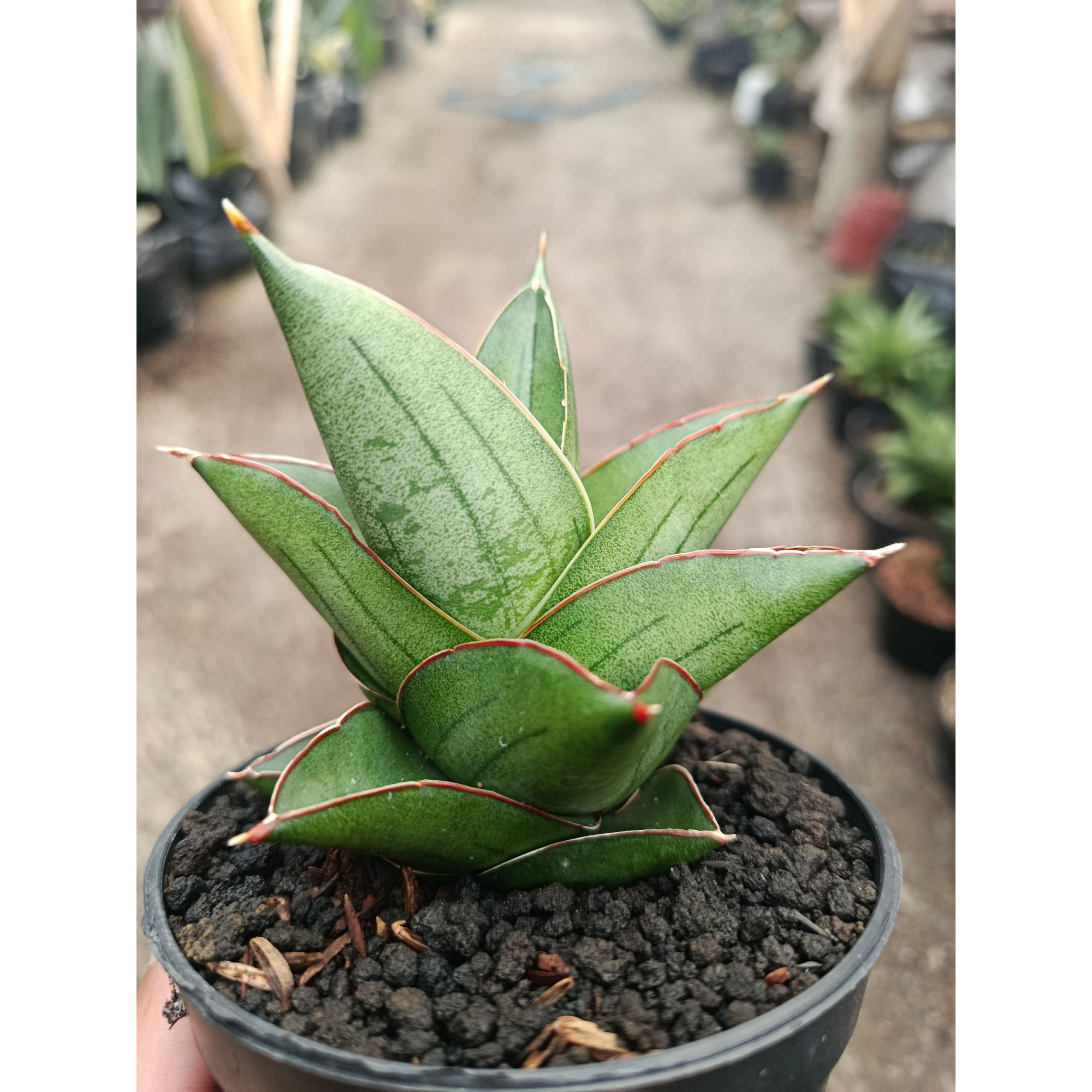 Sanseveria Hybrid Maryam, real feature image plant.