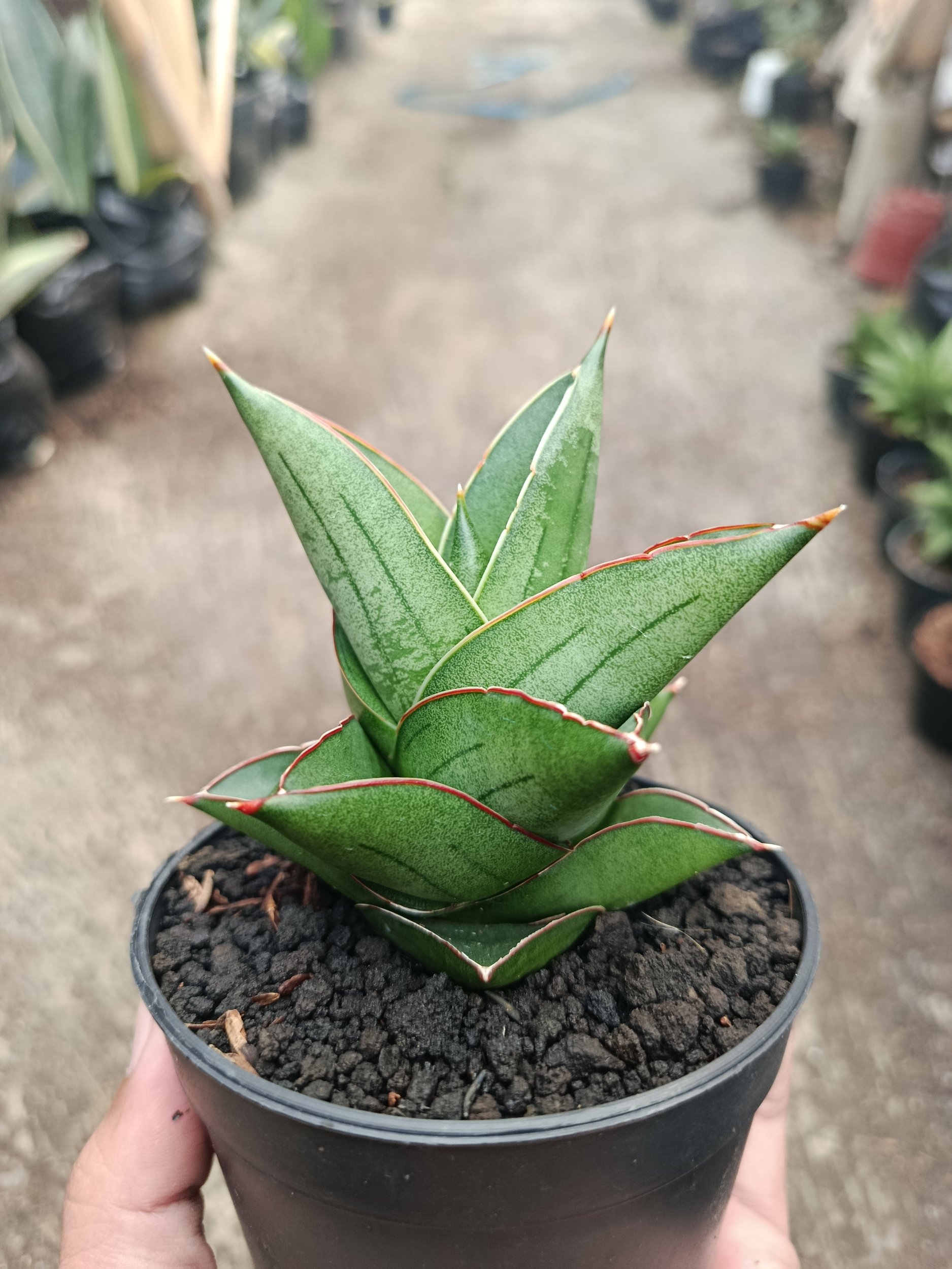Sanseveria Hybrid Maryam, real gallery image #1 plants.