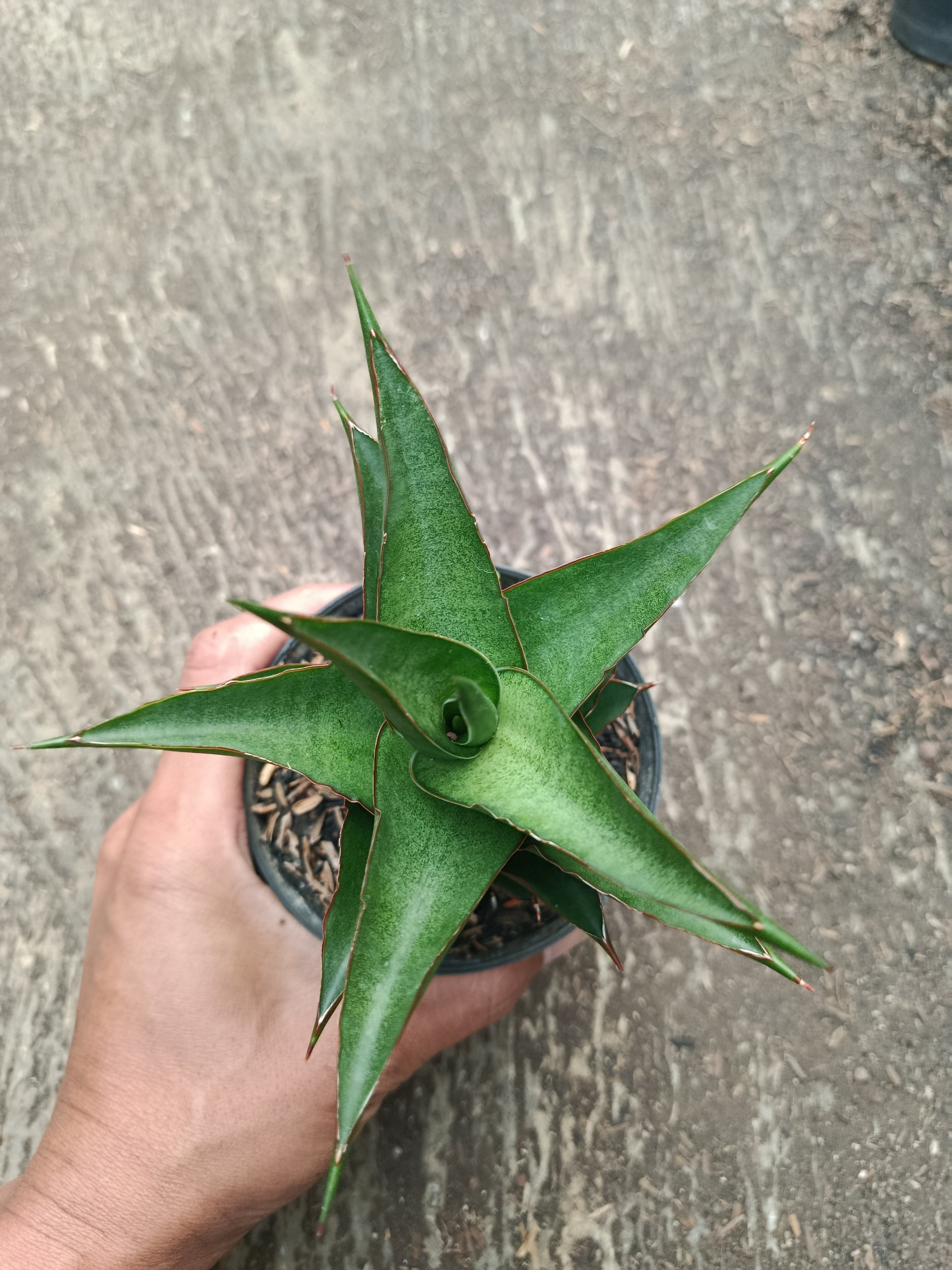 Sanseveria Hybrid Maya, real gallery image #1 plants.