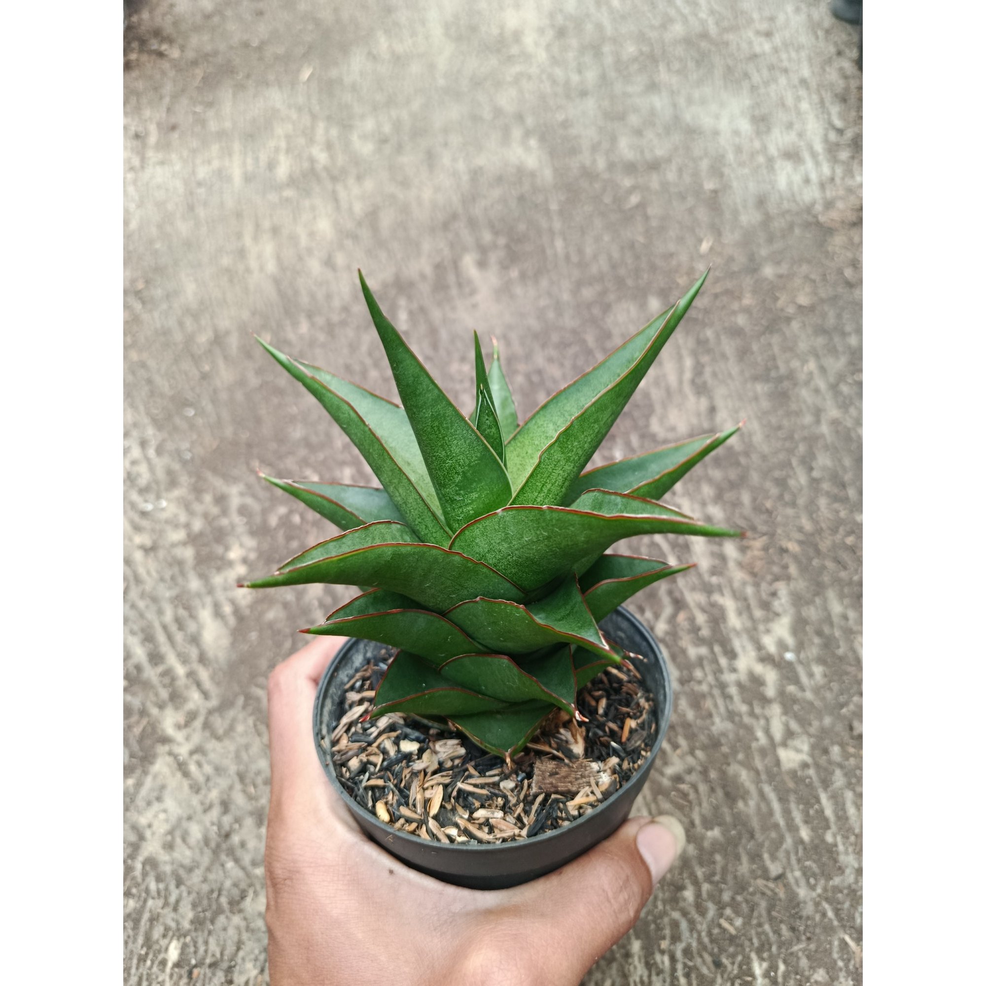 Sanseveria Hybrid Maya, real feature image plant.