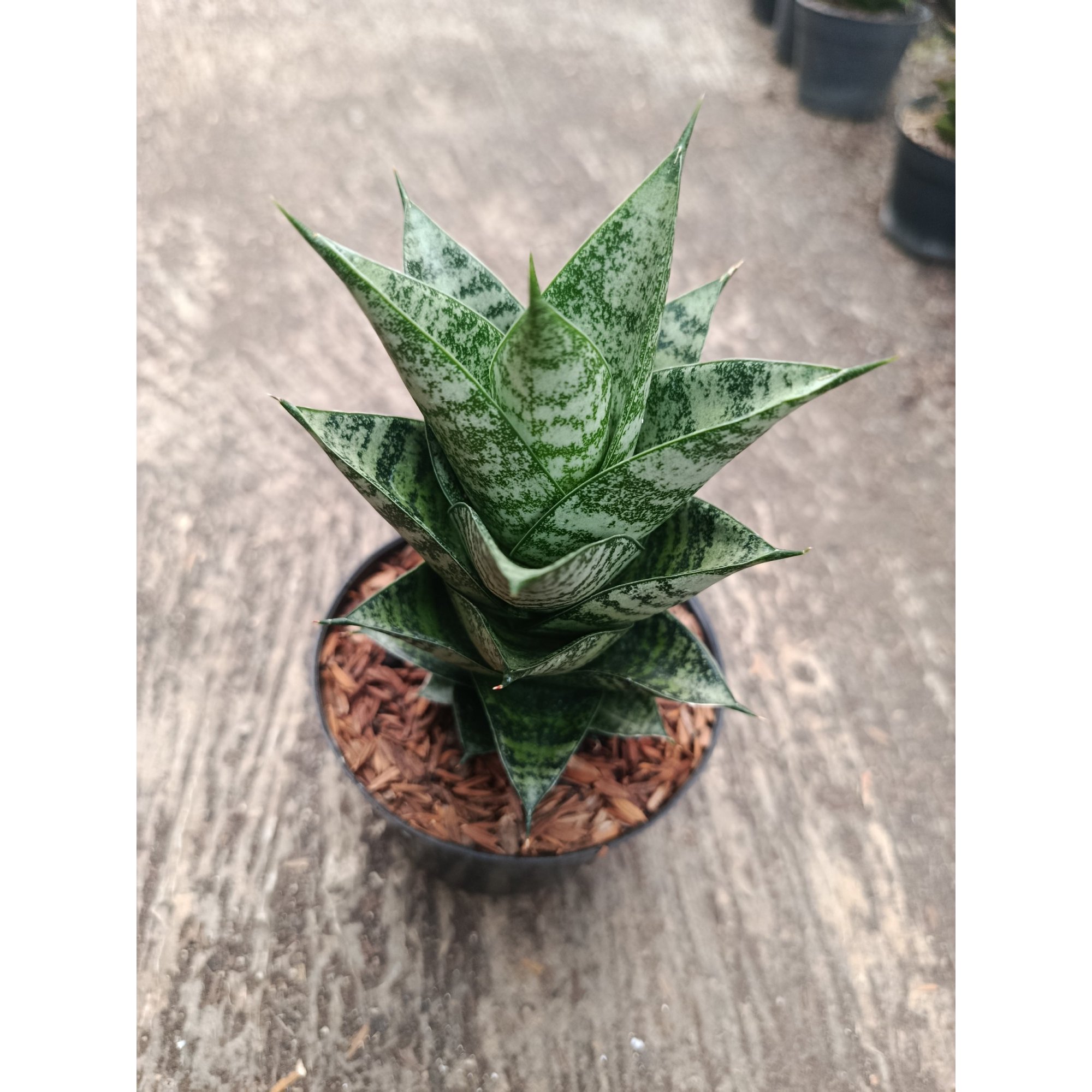 Sanseveria Hybrid Pion, real feature image plant.
