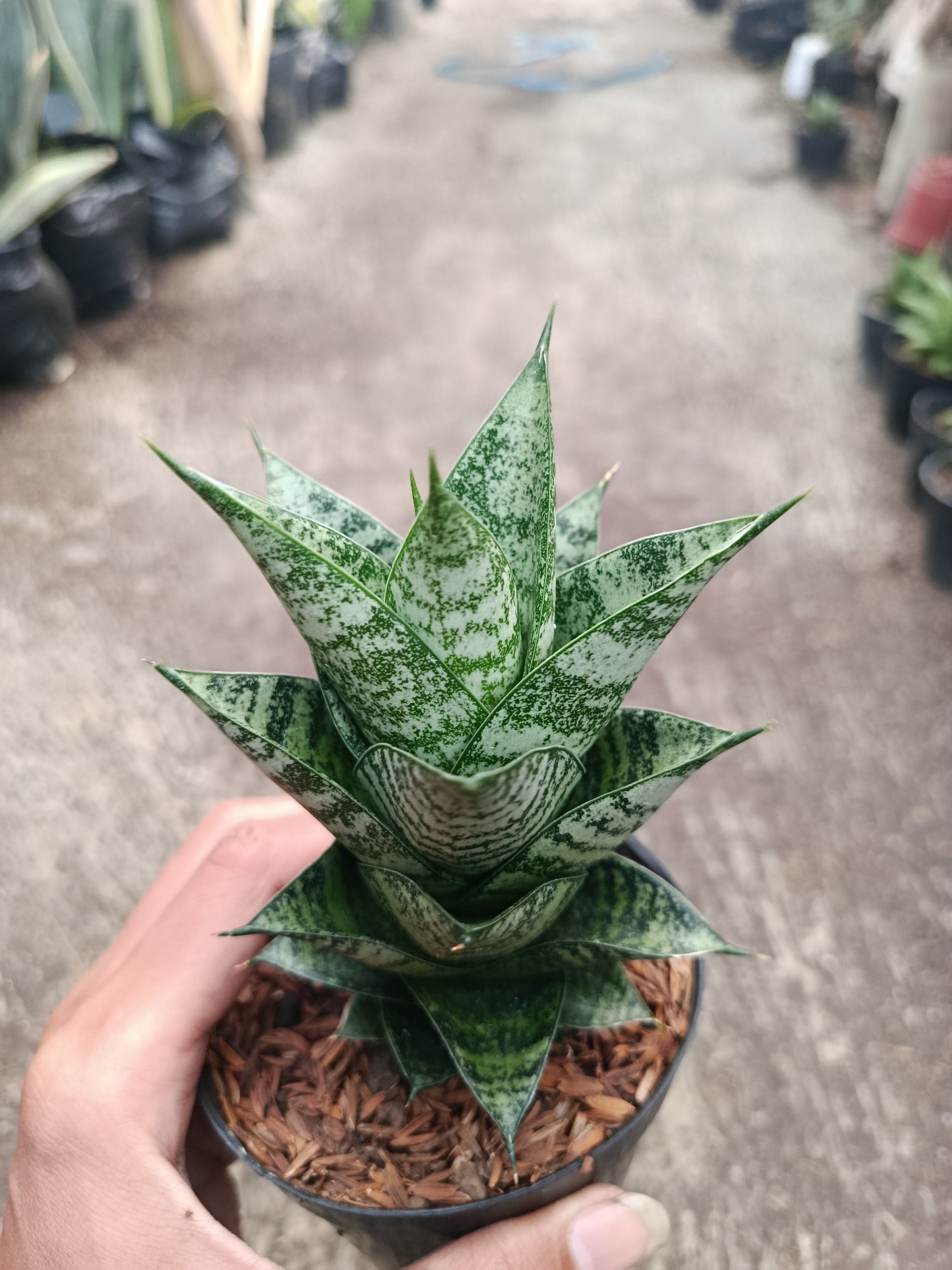 Sanseveria Hybrid Pion, real gallery image #1 plants.