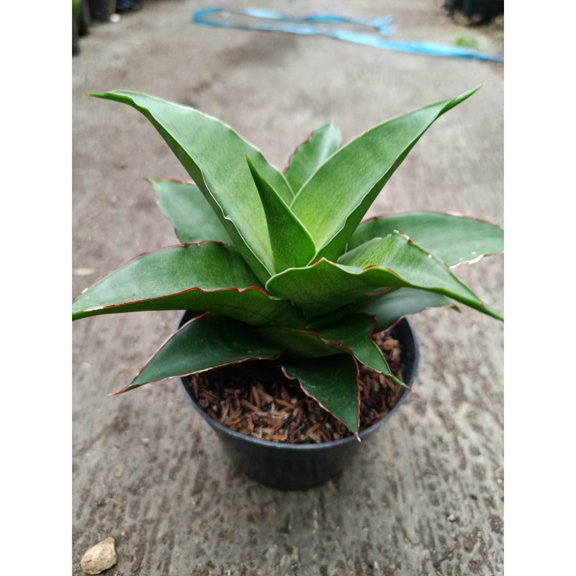 Sanseveria Hybrid Puyek, real feature image plant.