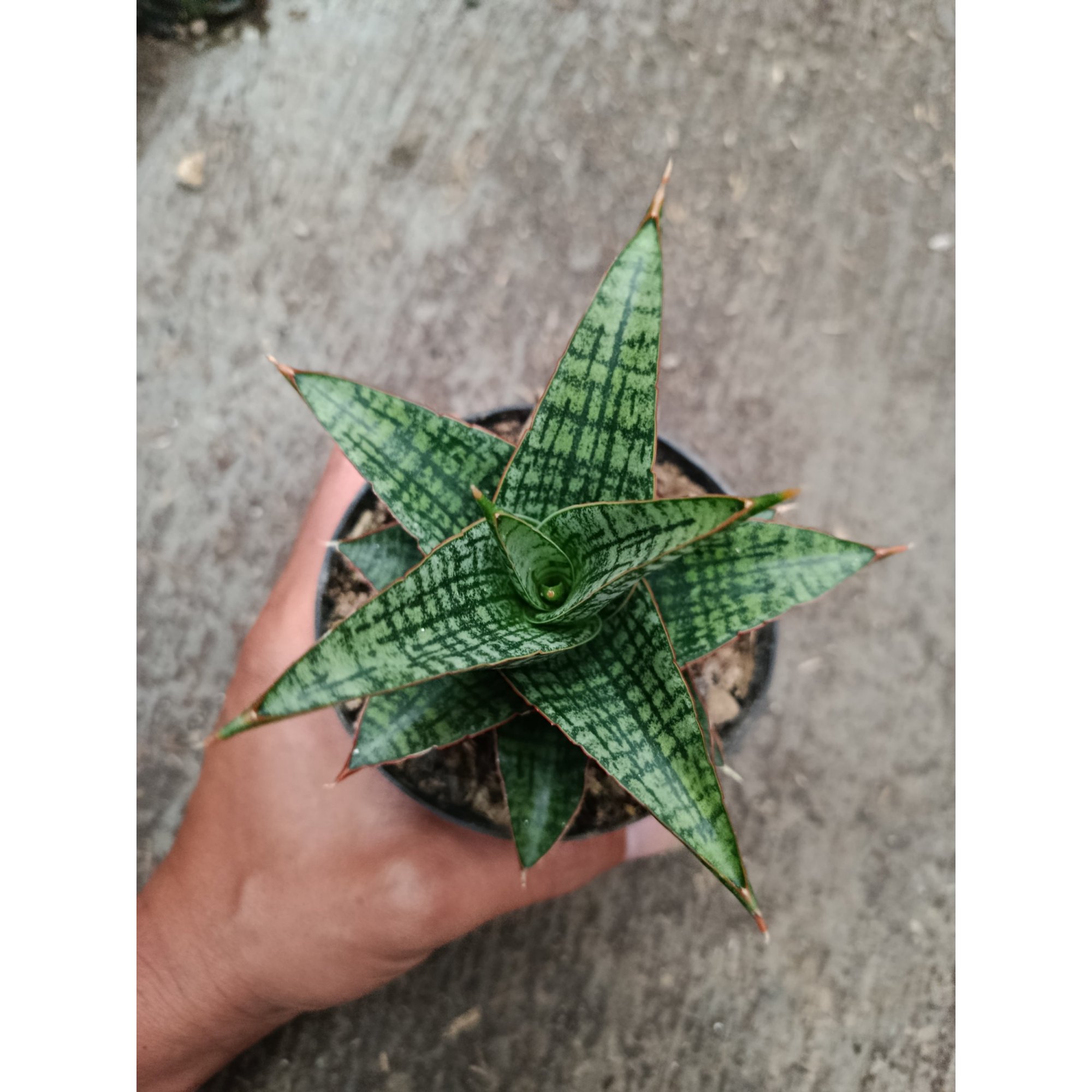 Sanseveria Hybrid Samosir, real feature image plant.