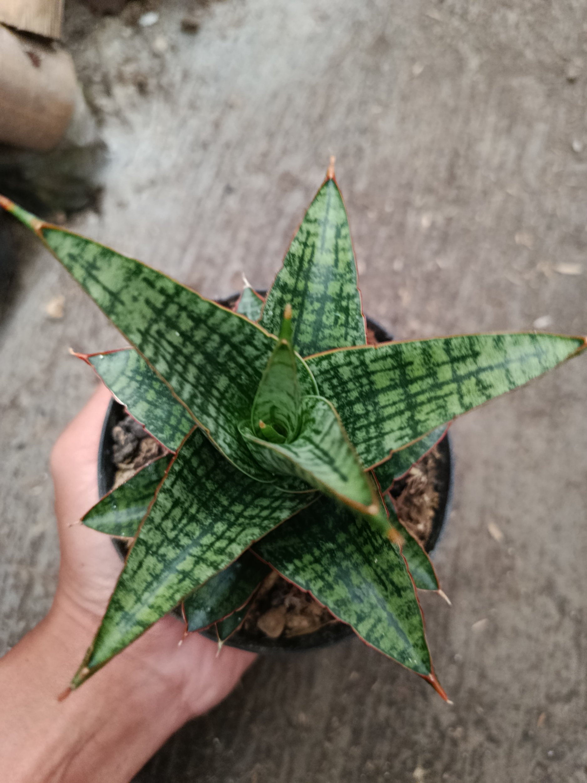 Sanseveria Hybrid Samosir, real gallery image #1 plants.